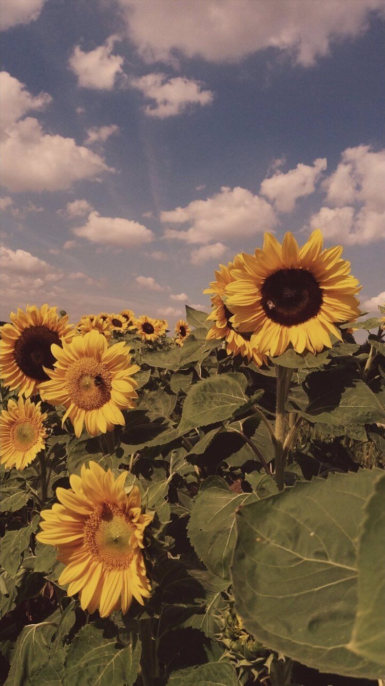 Campo di girasoli, 750x1334 Verticale, iPhone
