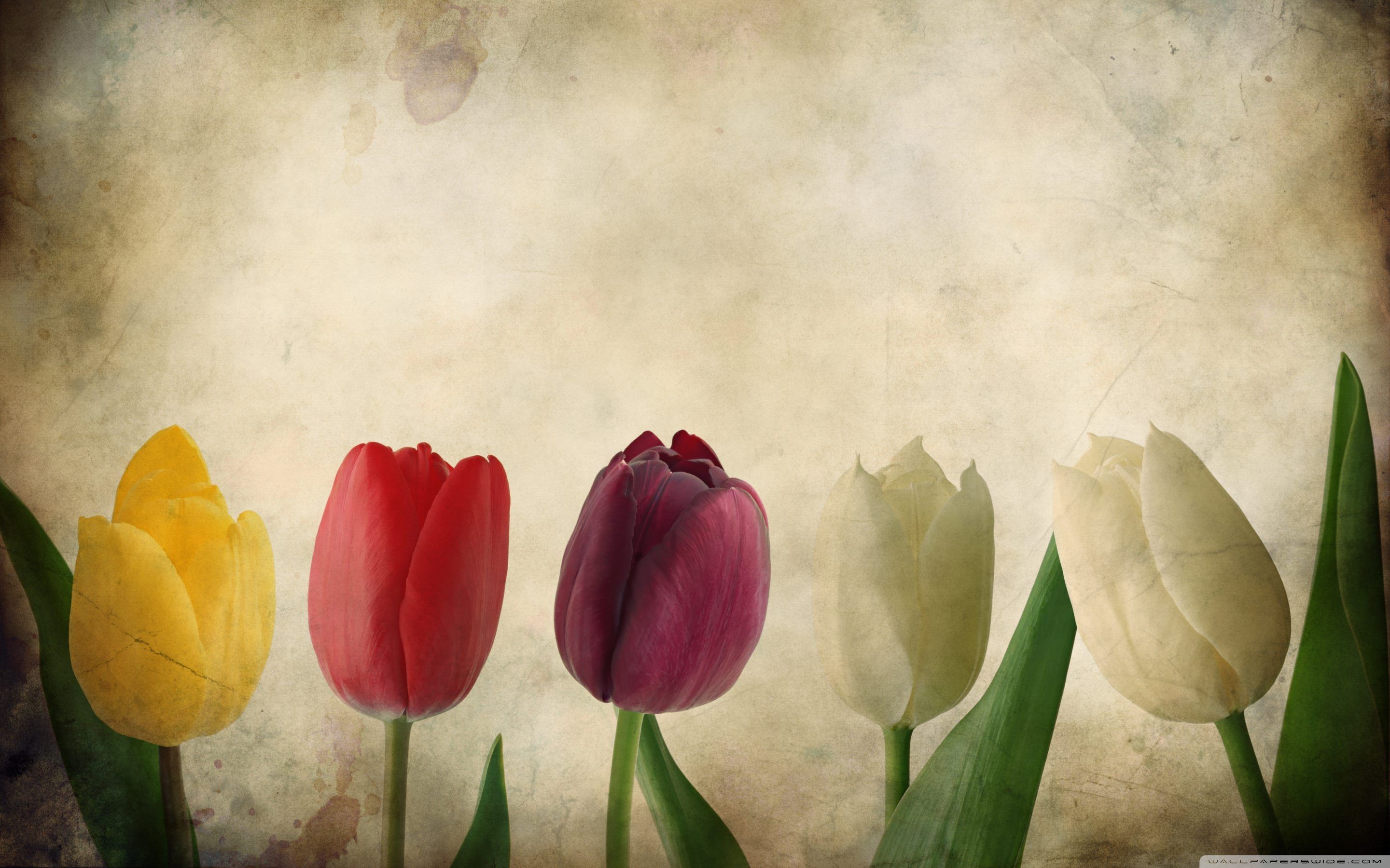 Tulipani colorati sfondo vintage, 2880x1800 WQXGA, PC