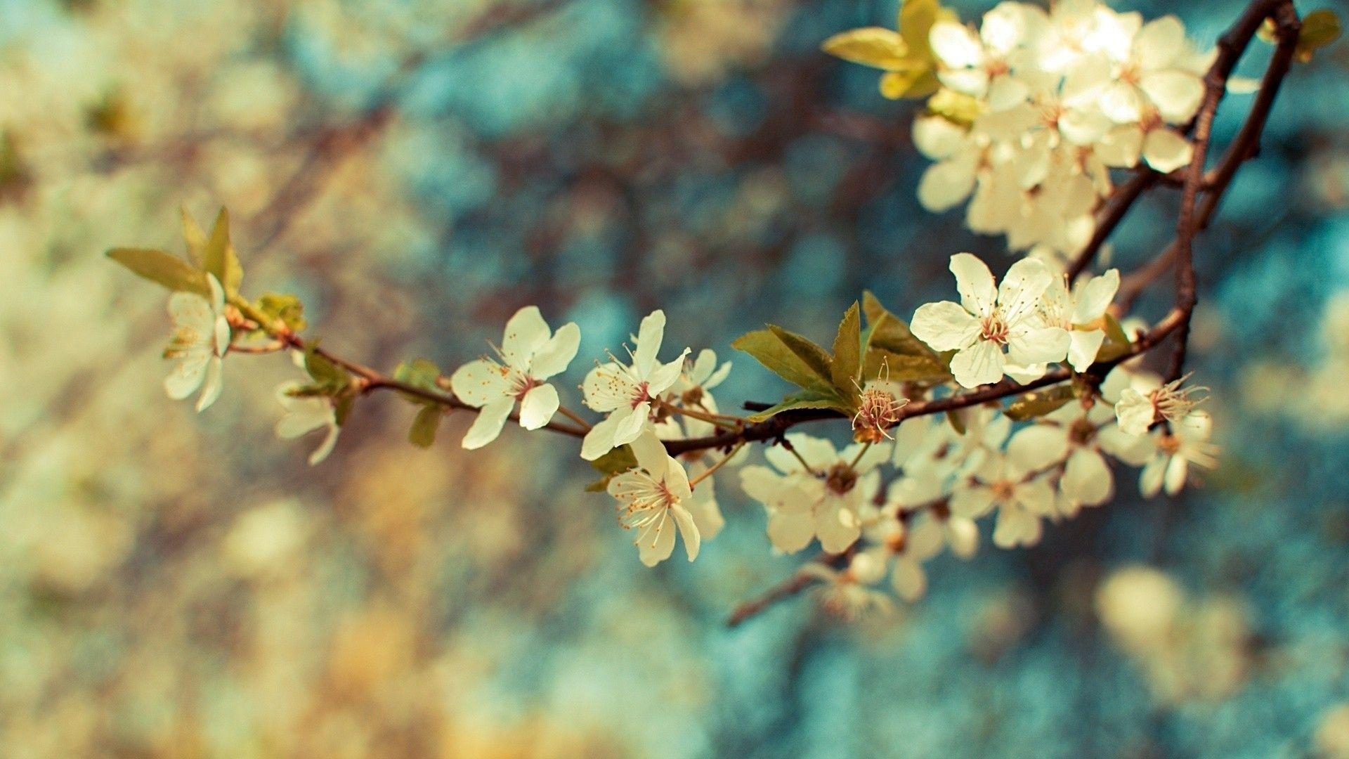 Ramo fiori bianchi vintage, 1920x1080 1080p, PC Desktop