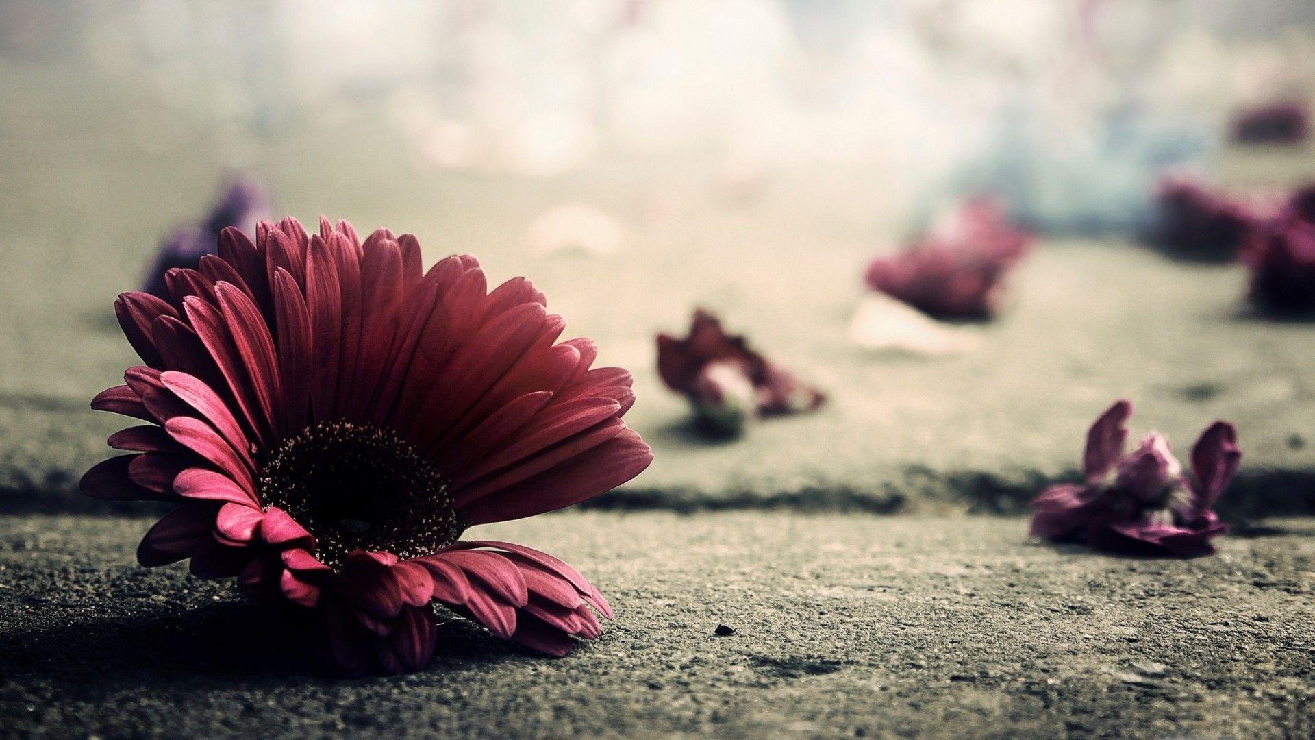 Fiore rosa caduto vintage, 1920x1080 1080p, PC