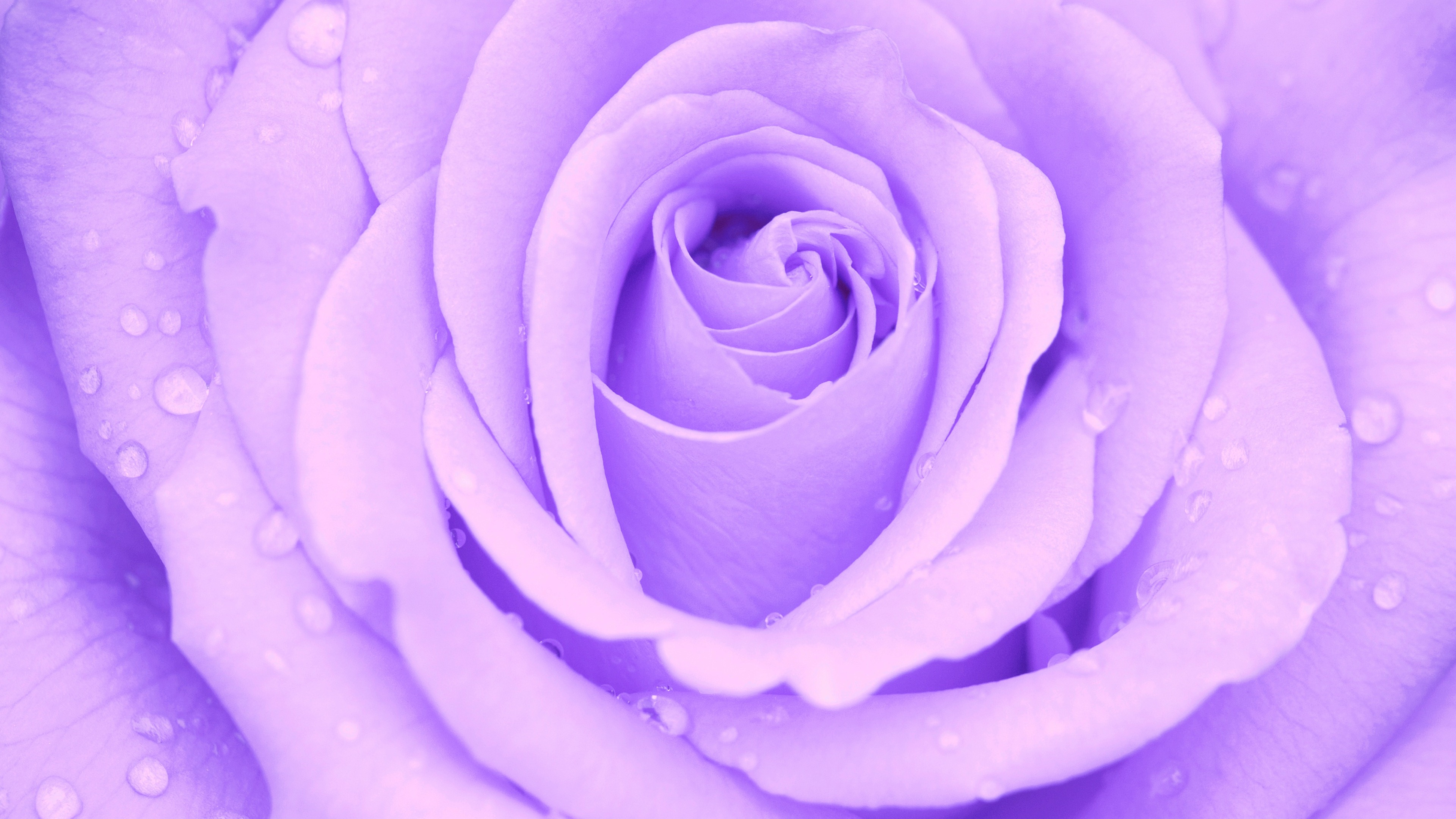 Rosa viola chiaro con gocce, 3840x2160 4K, Desktop 4K