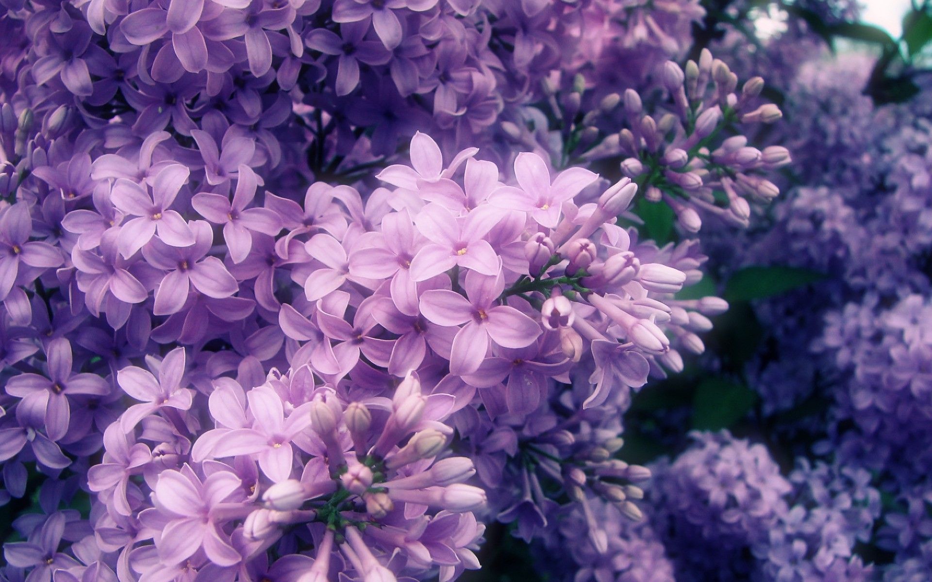 Fiori di lillà viola, 1920x1200 Full HD+ WUXGA, Monitor Gaming