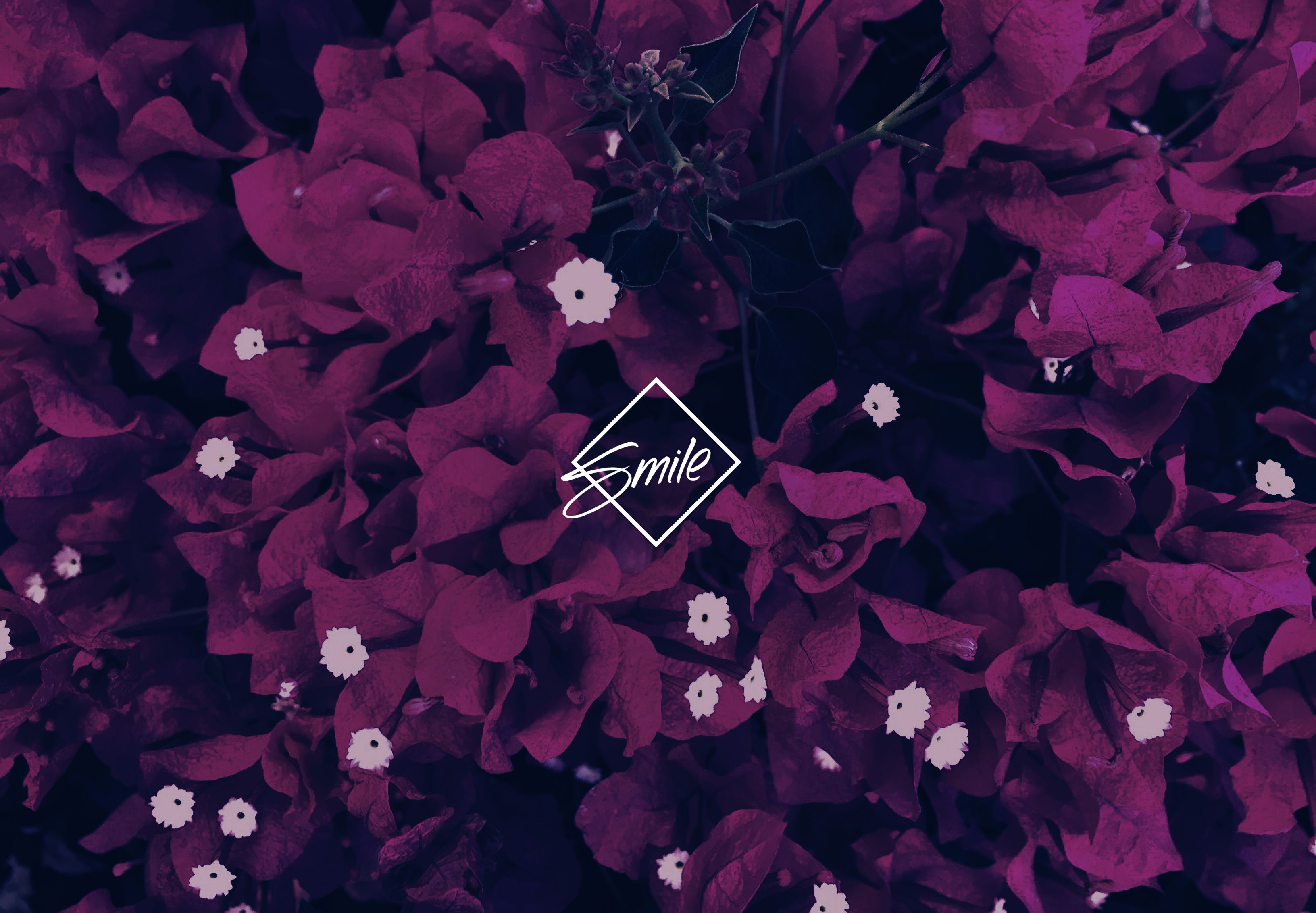 Fiori viola con logo Smile, 3264x2265 WQXGA, Desktop