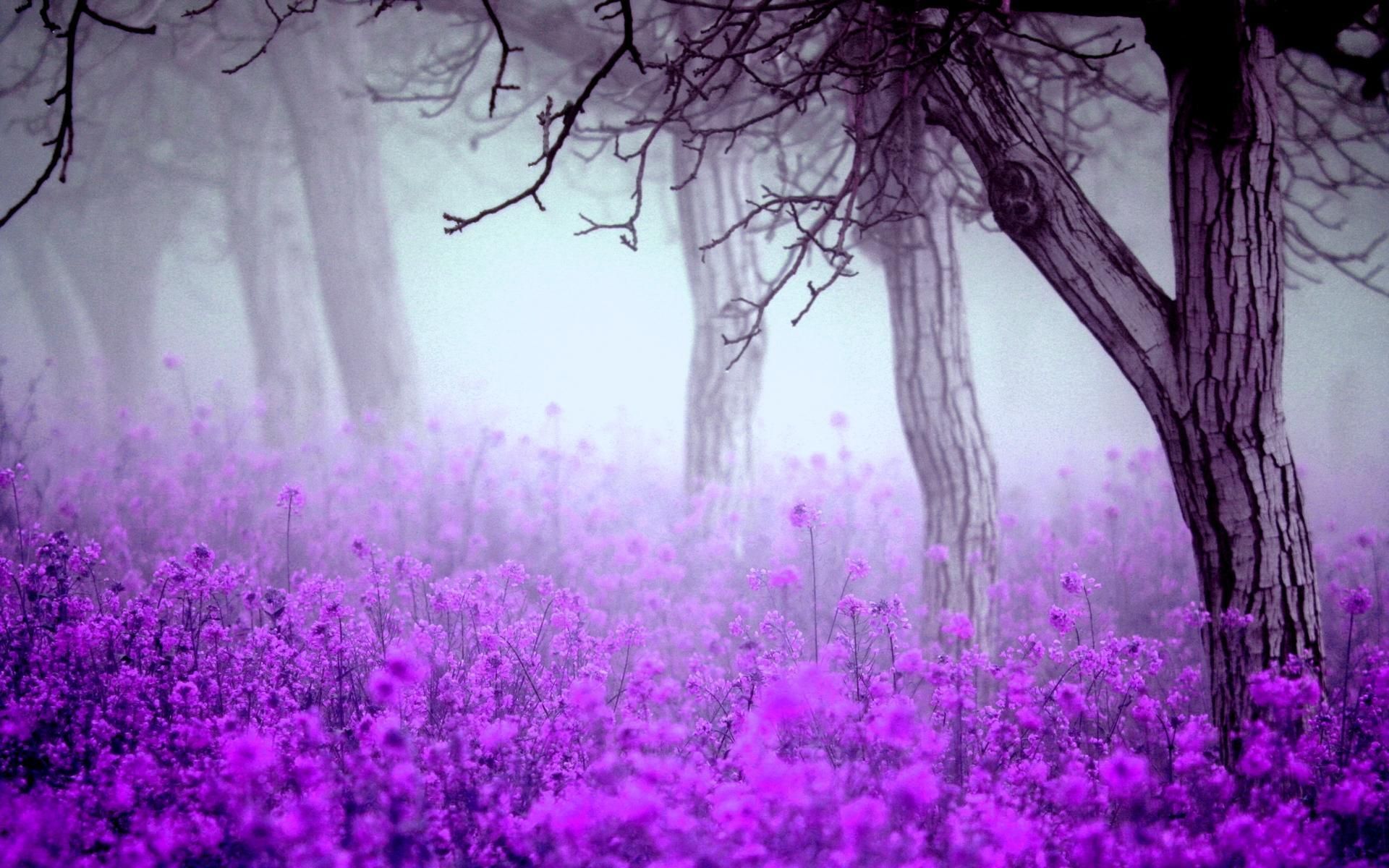 Fiori viola nella foresta, 1920x1200 WUXGA, Monitor Gaming