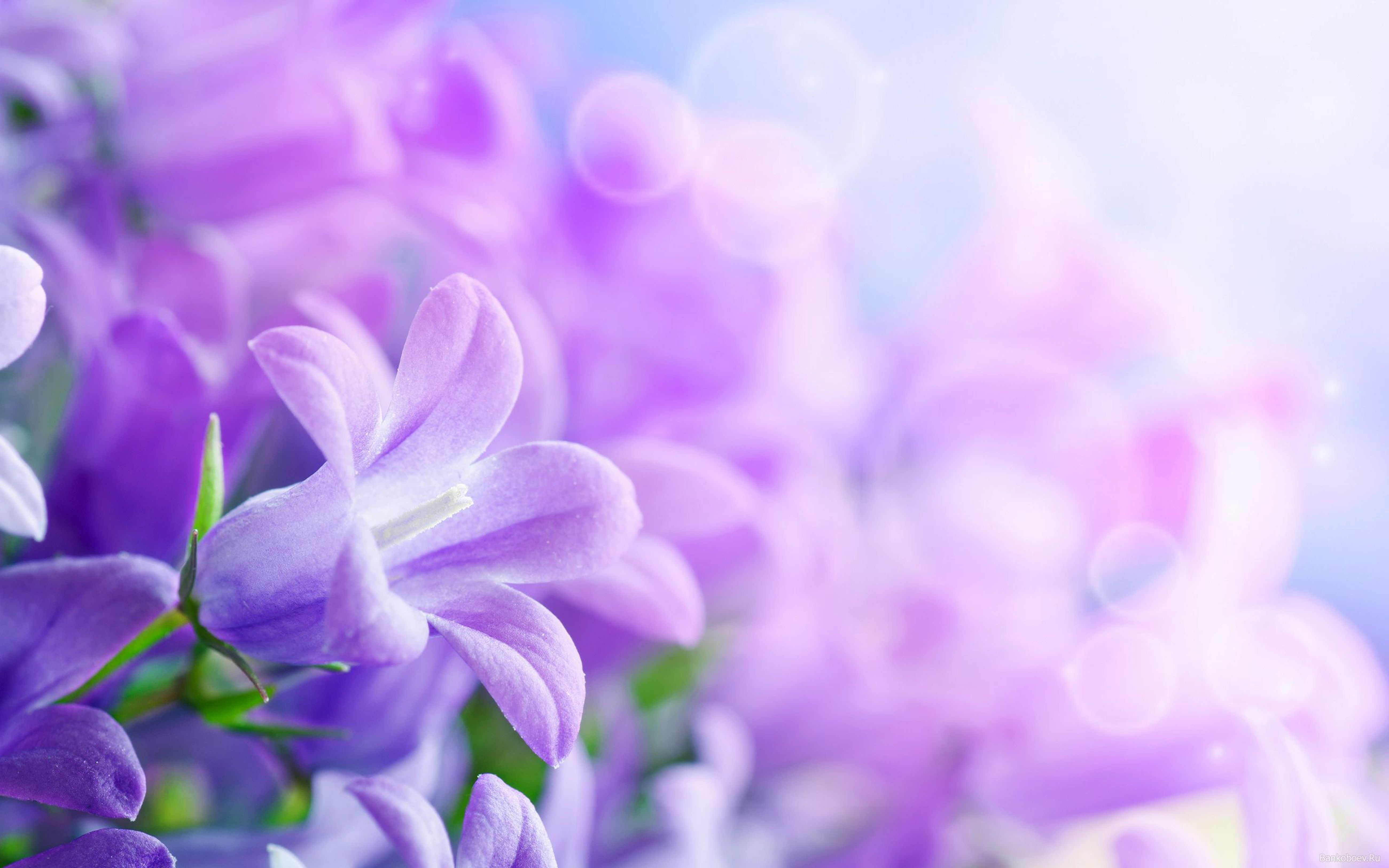 Fiori viola campanule sfocati, 5200x3250 UHD, Monitor Gaming