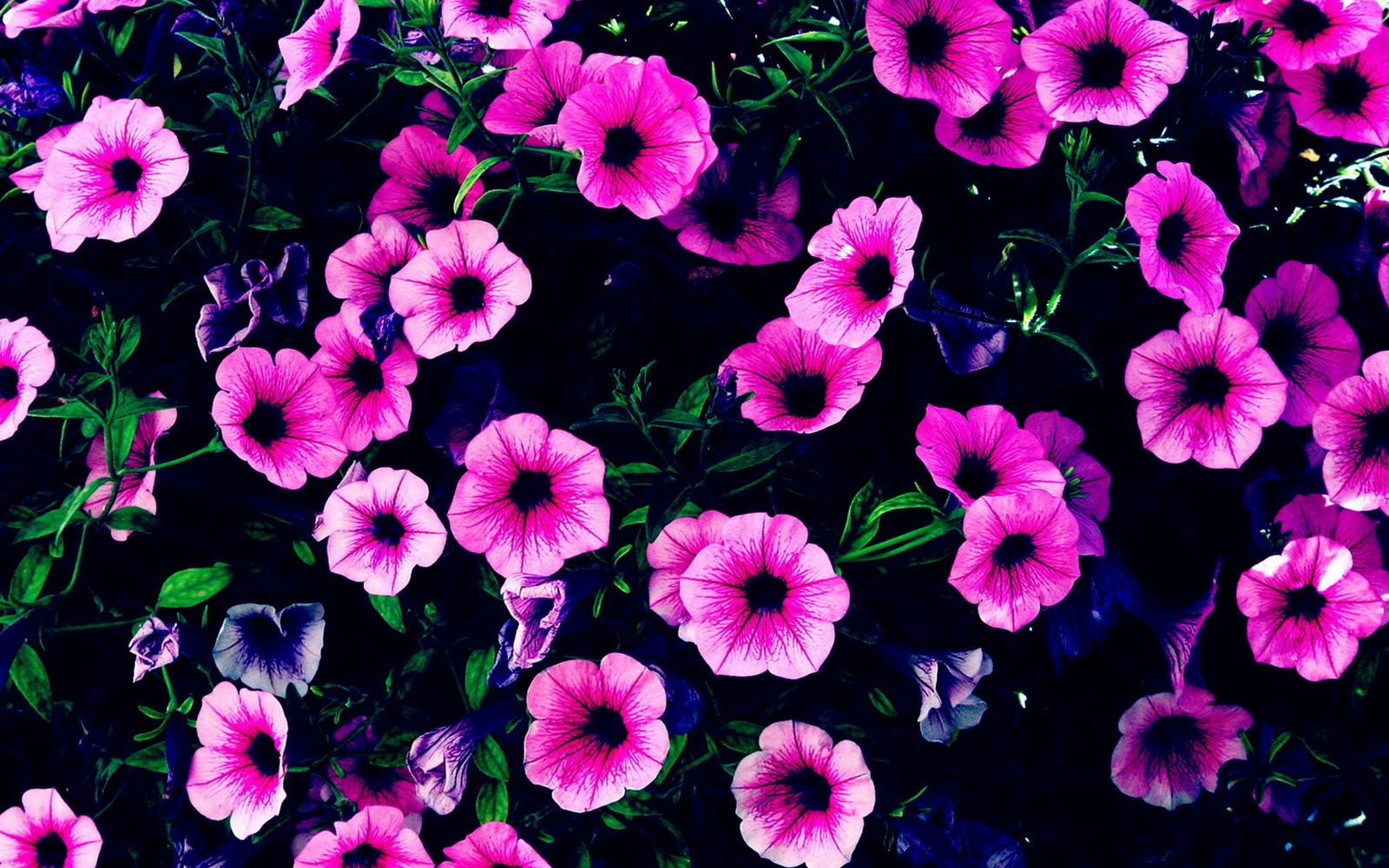 Fiori di petunia viola, 1600x1000 HD Ready, Desktop