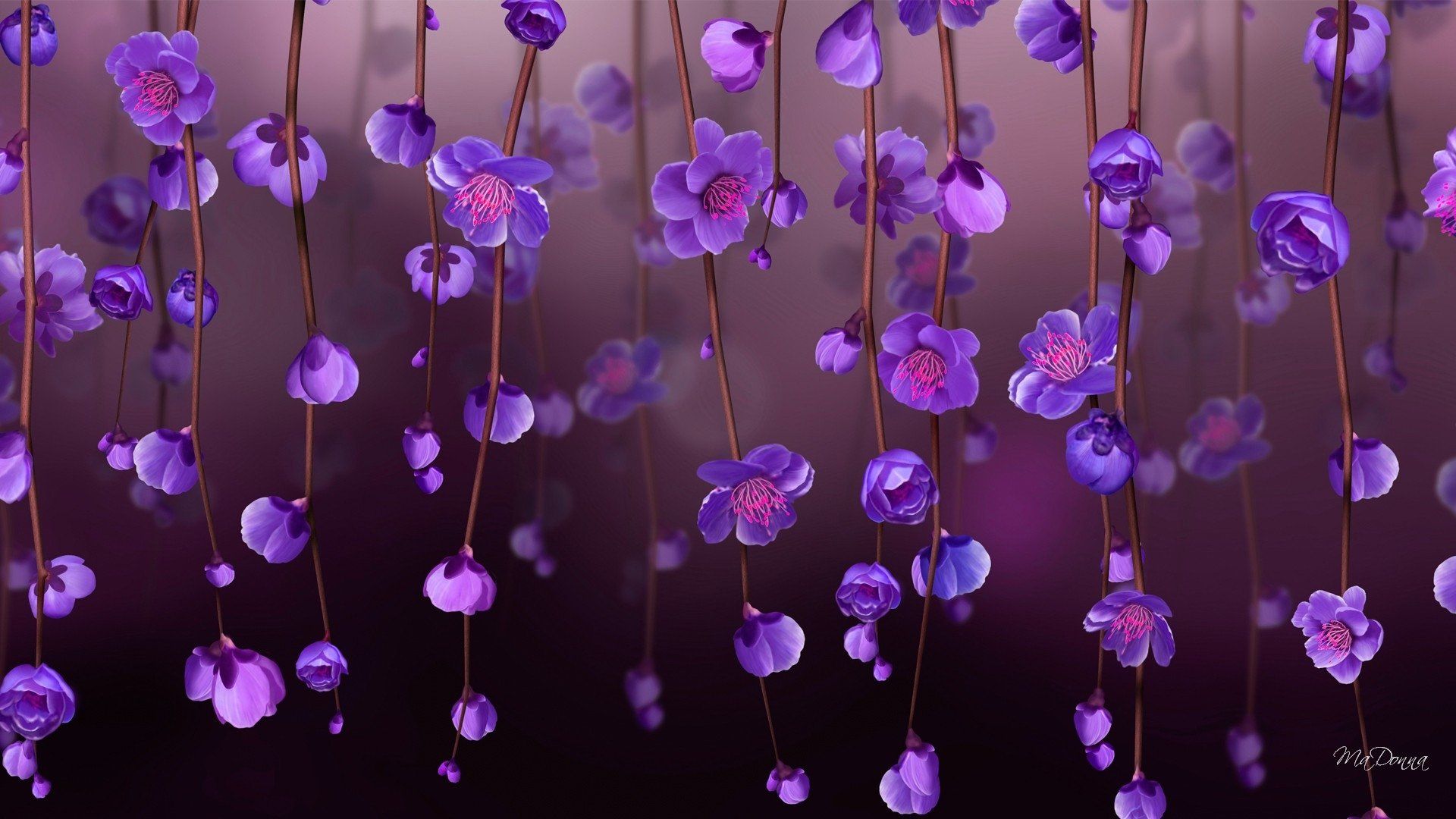 Fiori viola pendenti, 1920x1080 1080p, Desktop