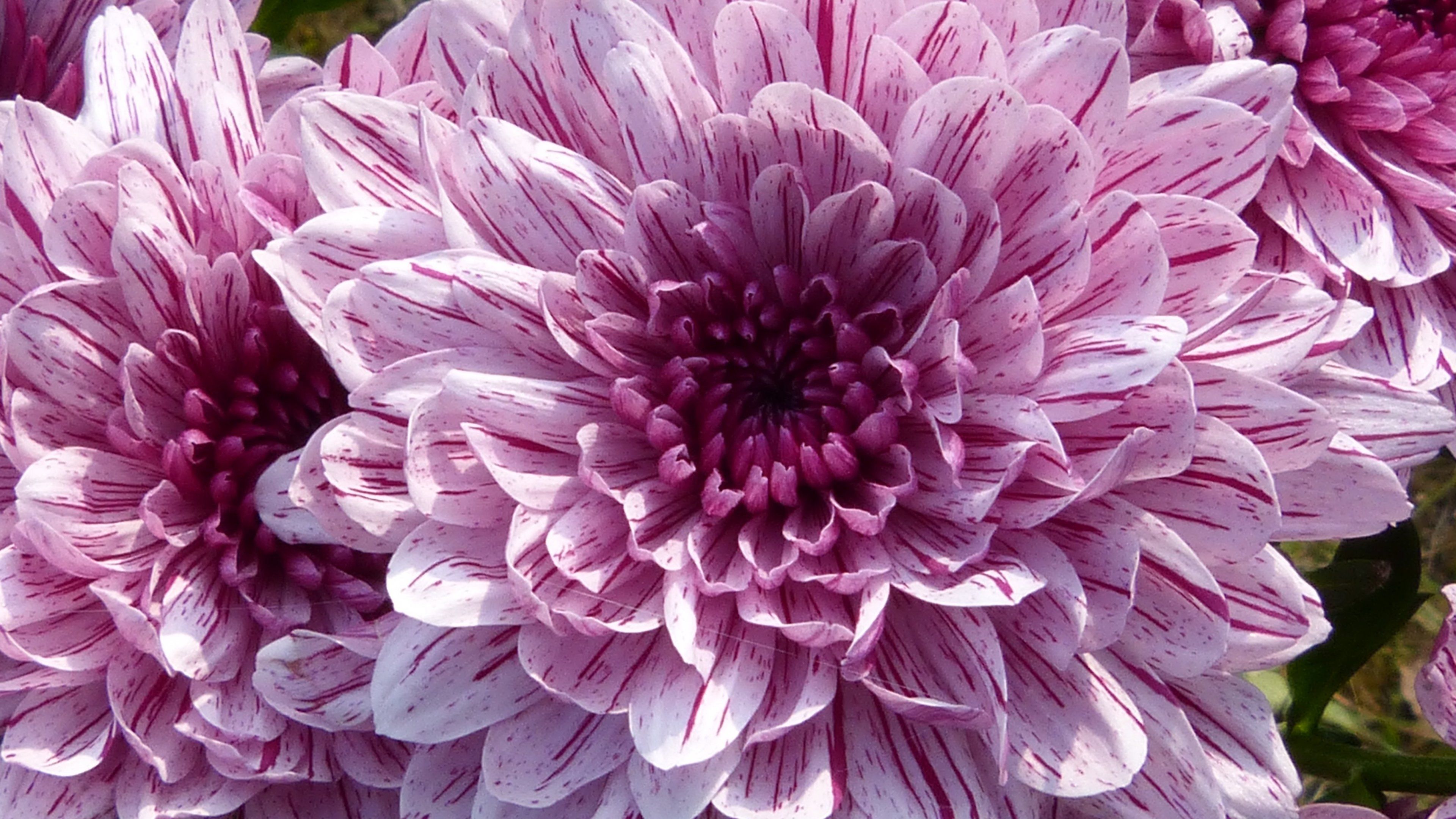 Fiori di crisantemo viola, 3840x2160 UHD, Monitor Gaming