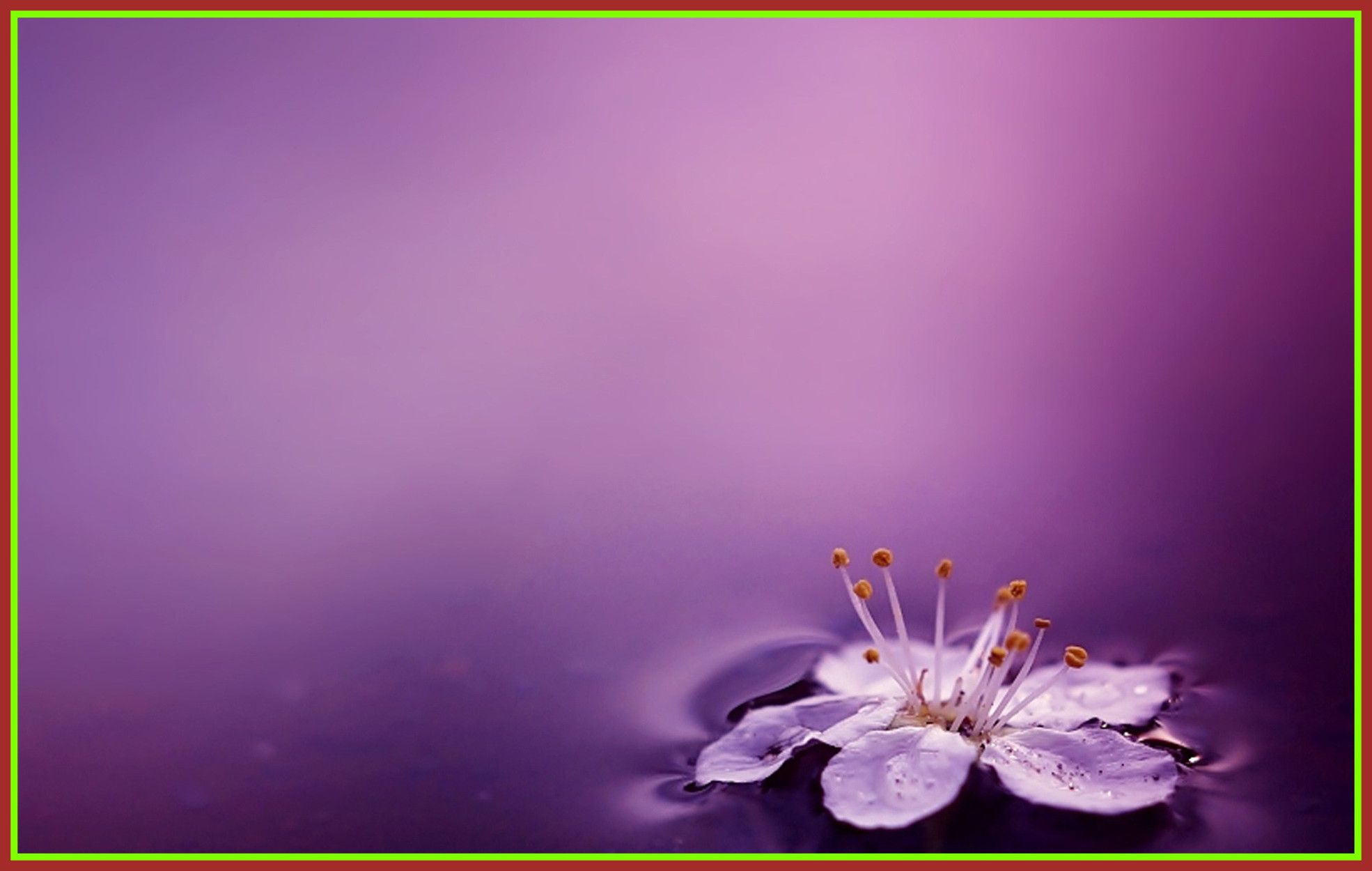 Fiore viola su acqua, 1970x1250 Full HD+ WUXGA, Desktop