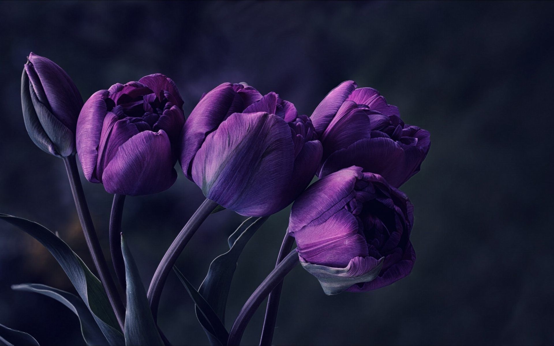 Tulipani viola scuri, 1920x1200 Full HD+, PC Desktop