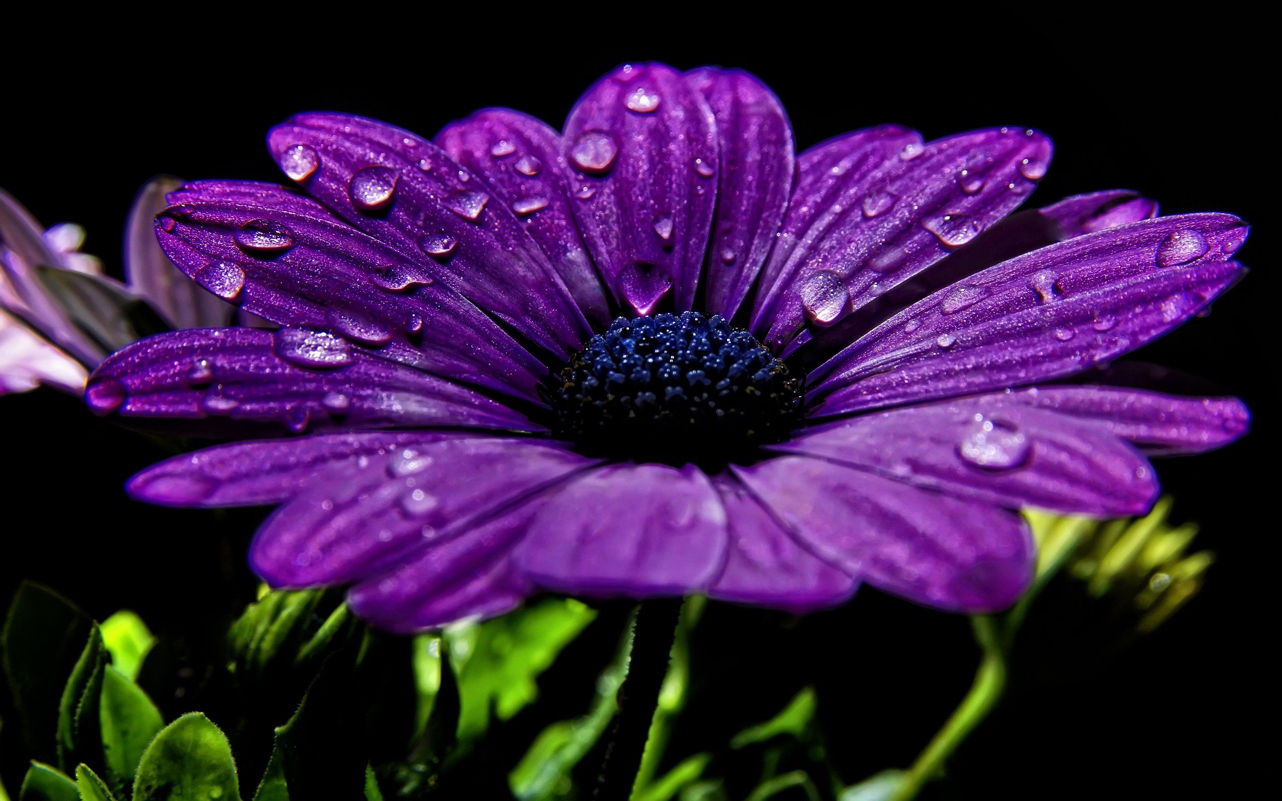 Fiore viola con gocce d'acqua, 2560x1600 2K+, Desktop