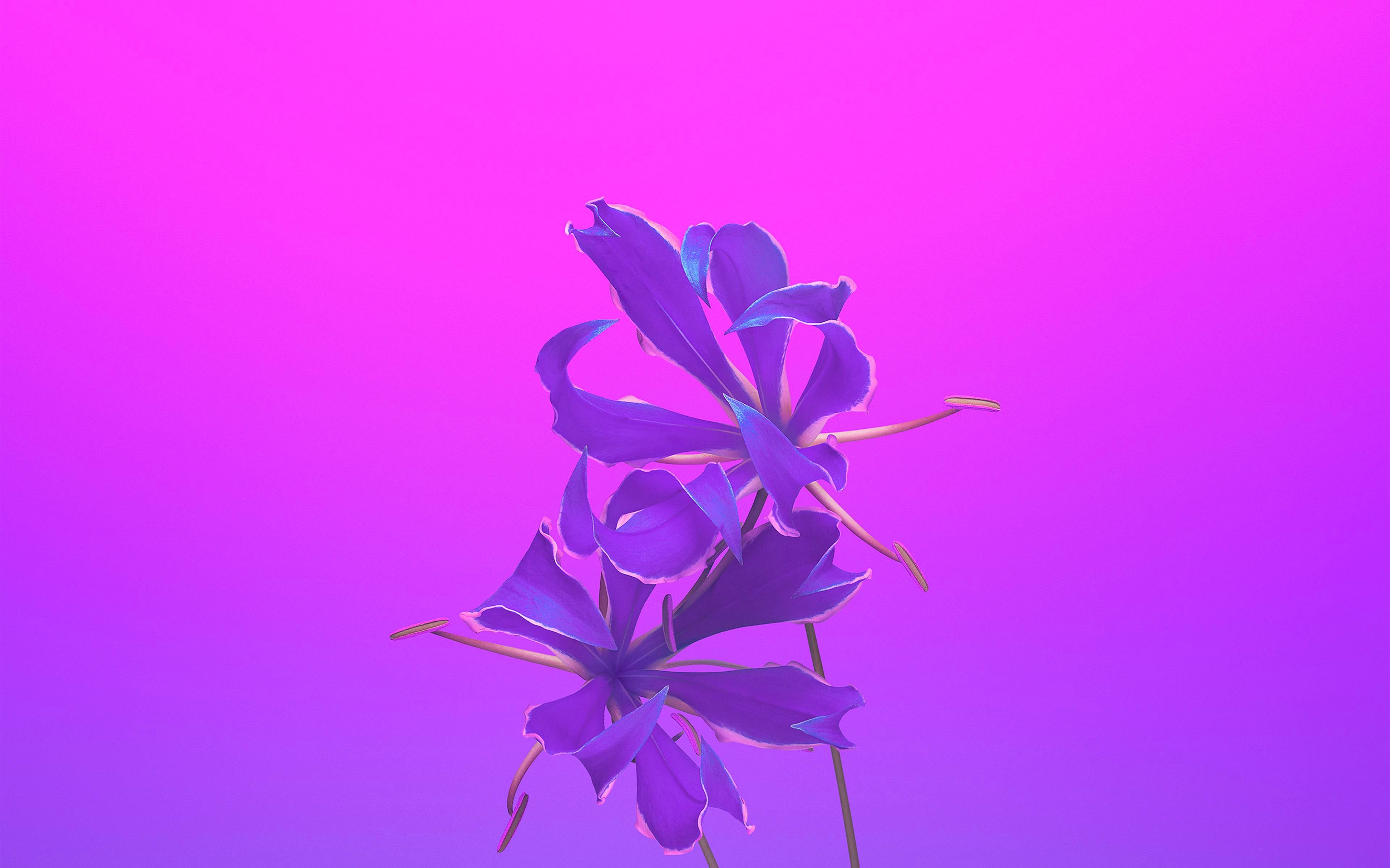 Fiori viola sfondo sfumato, 3840x2400 Ultra HD, 4K TV