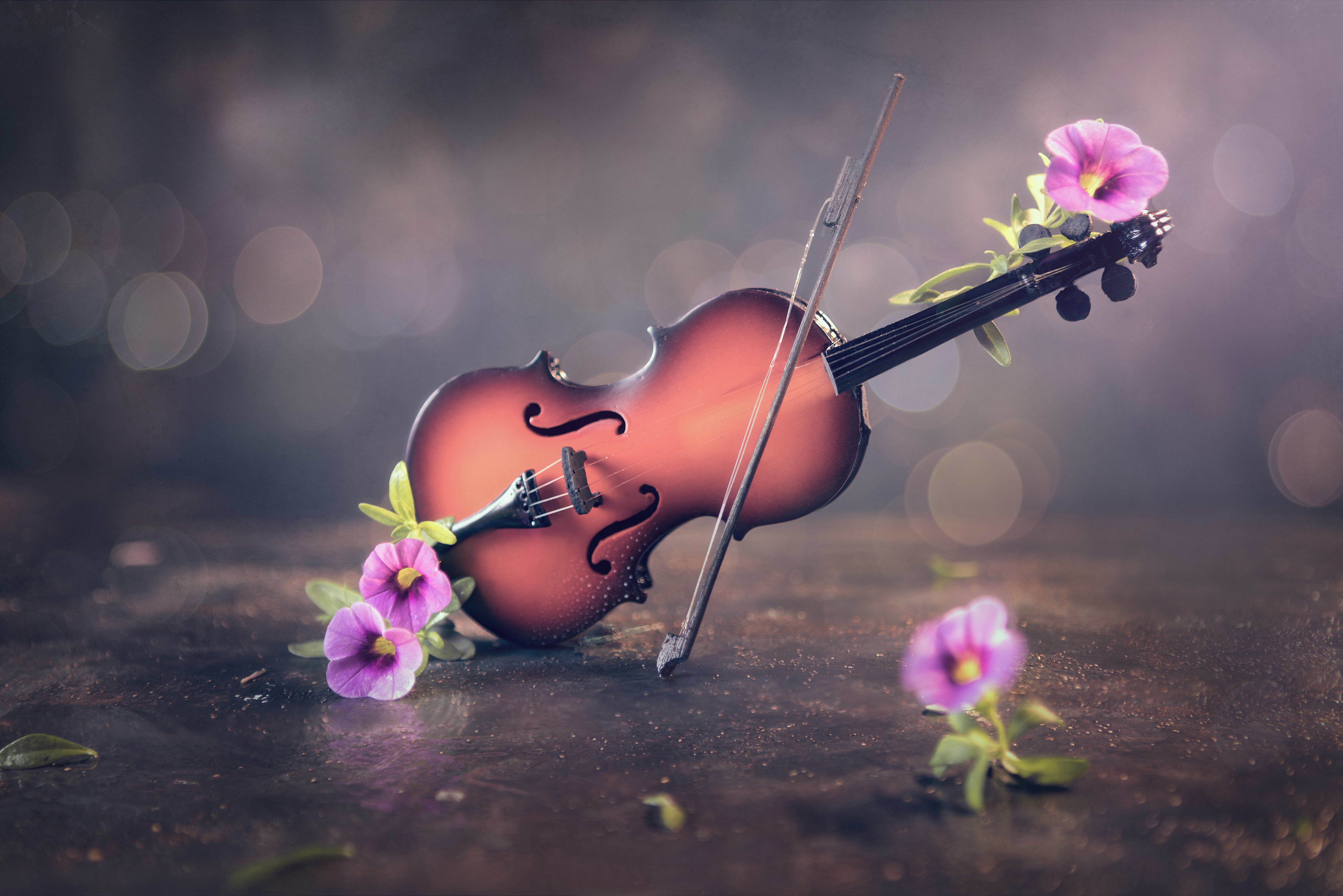 Violino con fiori rosa, 6009x4012 4K Ultra HD, Monitor 4K