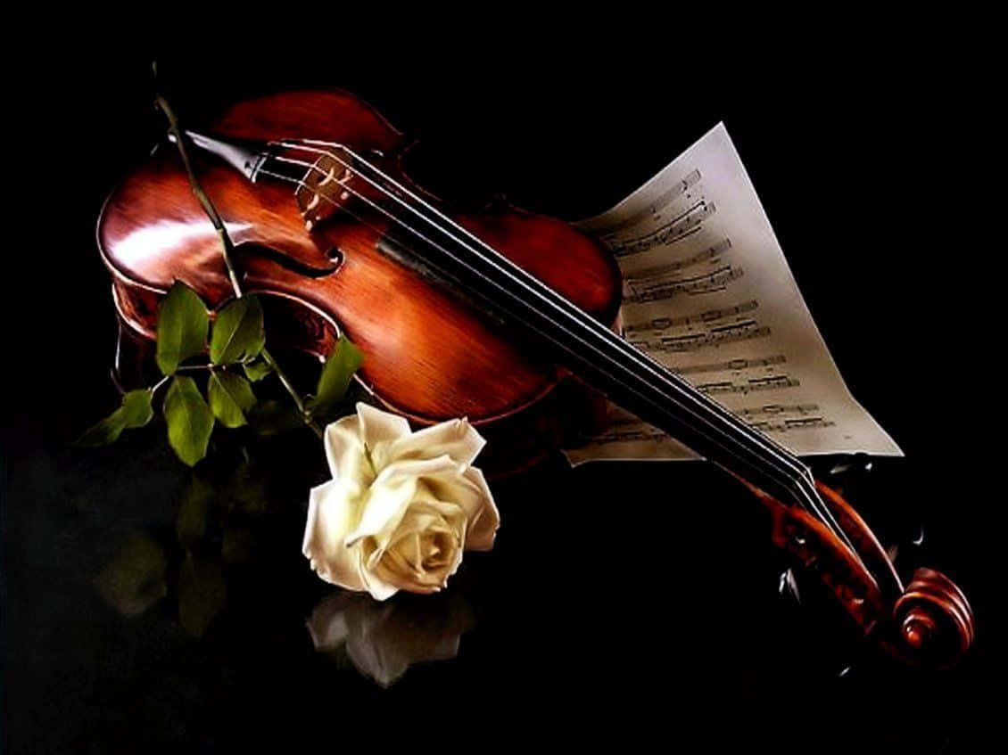 Violino con rosa bianca, 1130x847 HD, Desktop