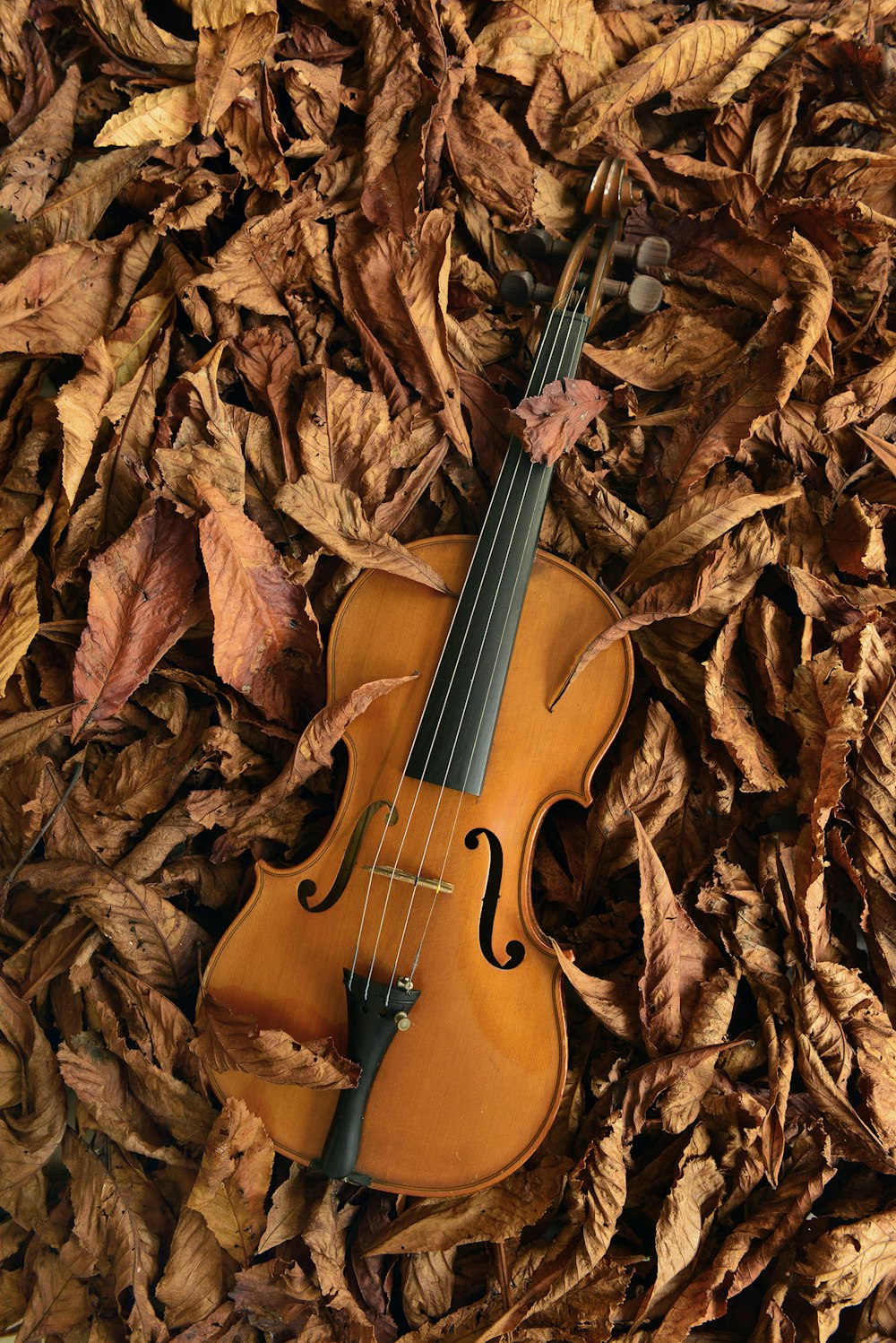 Violino su foglie autunnali, 1000x1498 Full HD Verticale, iPhone