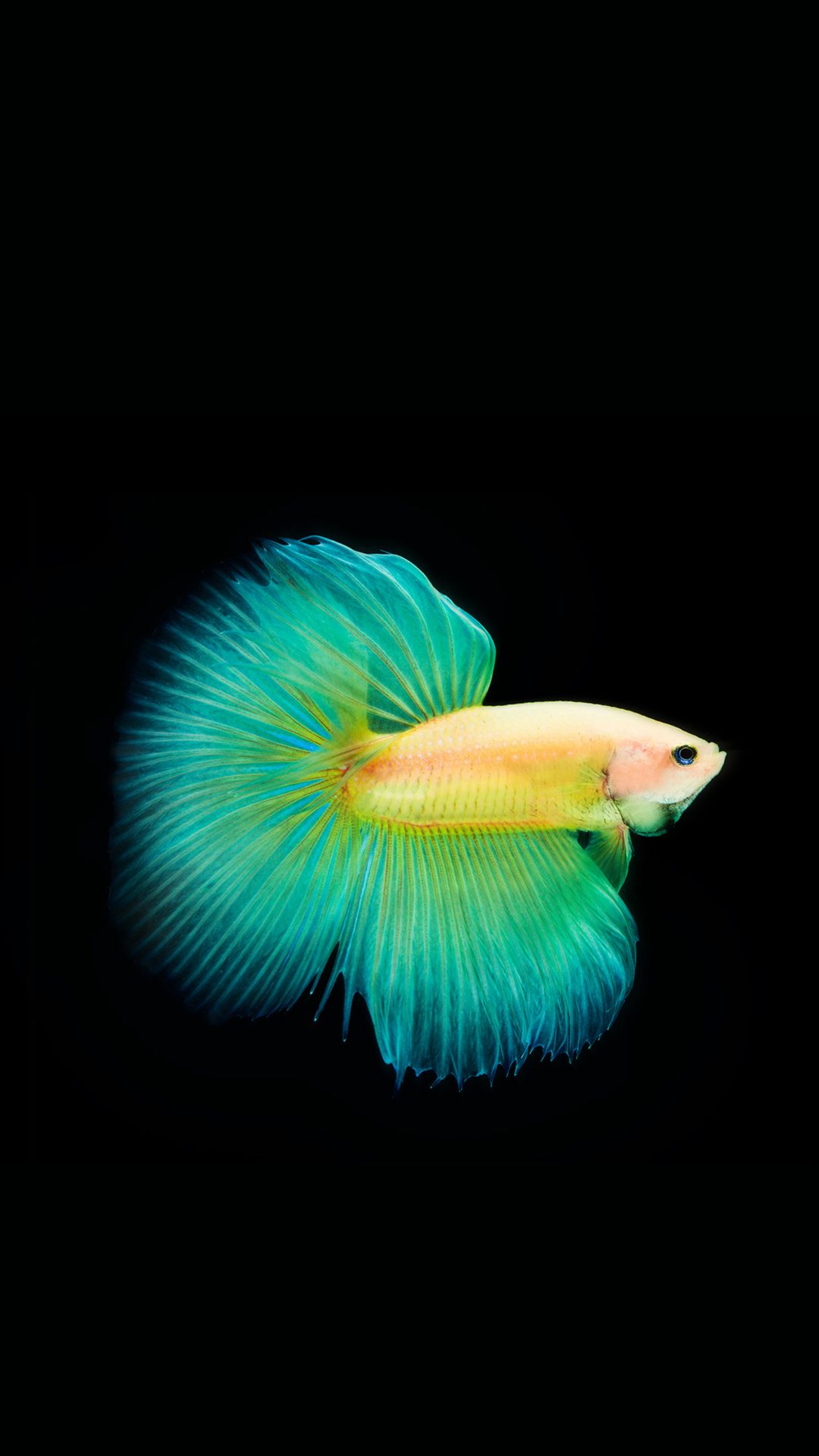 Pesce betta giallo turchese, 1080x1920 Full HD Verticale, iPhone