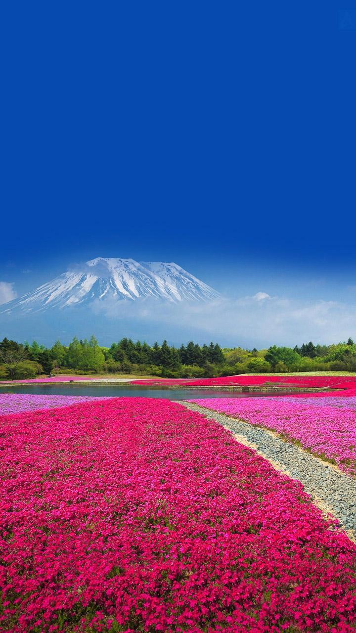 Monte Fuji campo fiori rosa, vulcano, 720x1280 Verticale, Mobile