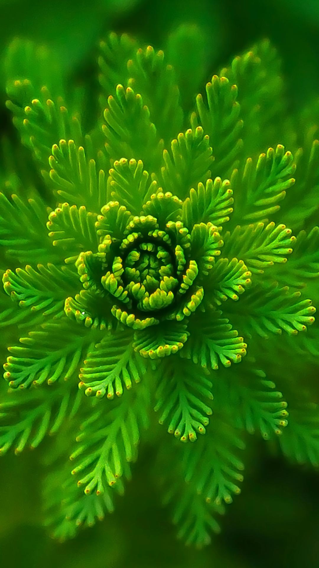 Pianta verde a spirale, 1080x1920 Full HD Verticale, Smartphone