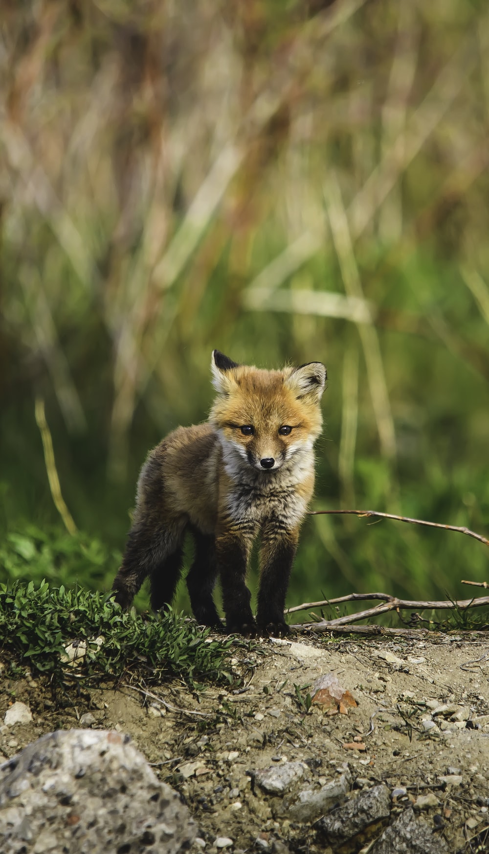 Cucciolo di volpe rossa, 1000x1745 Full HD Verticale, iPhone