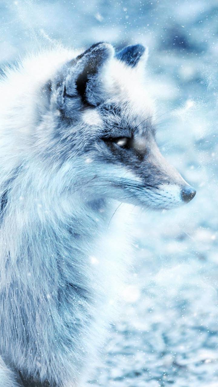 Volpe blu stilizzata minimalista, 1920x1080 1080p, PC