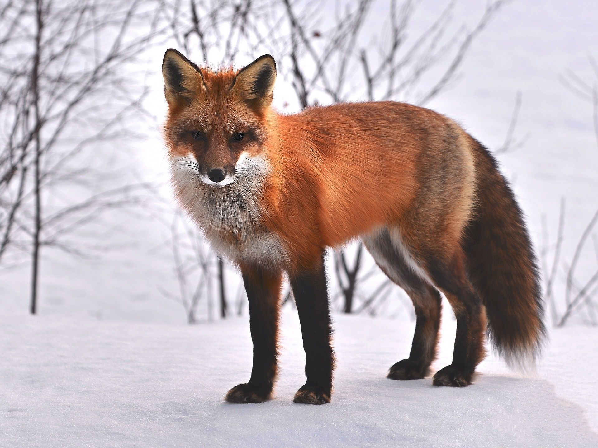 Volpe rossa nella neve, 1920x1440 Full HD+ WUXGA, Desktop