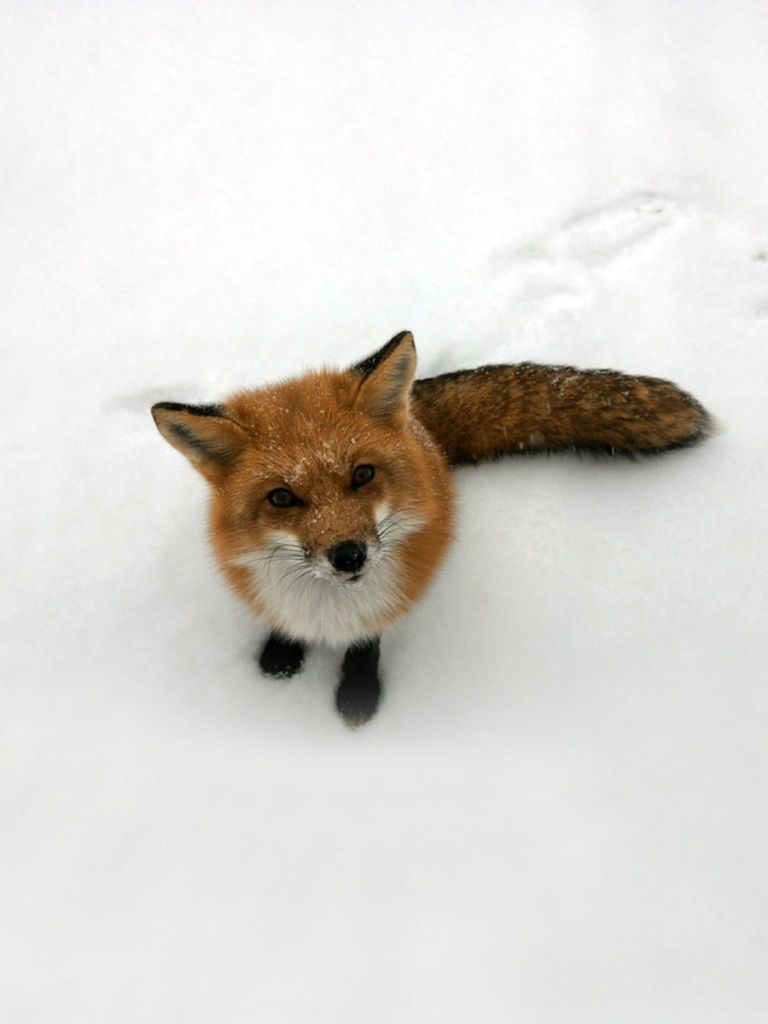 Volpe rossa nella neve, 768x1024 Full HD Verticale, Smartphone