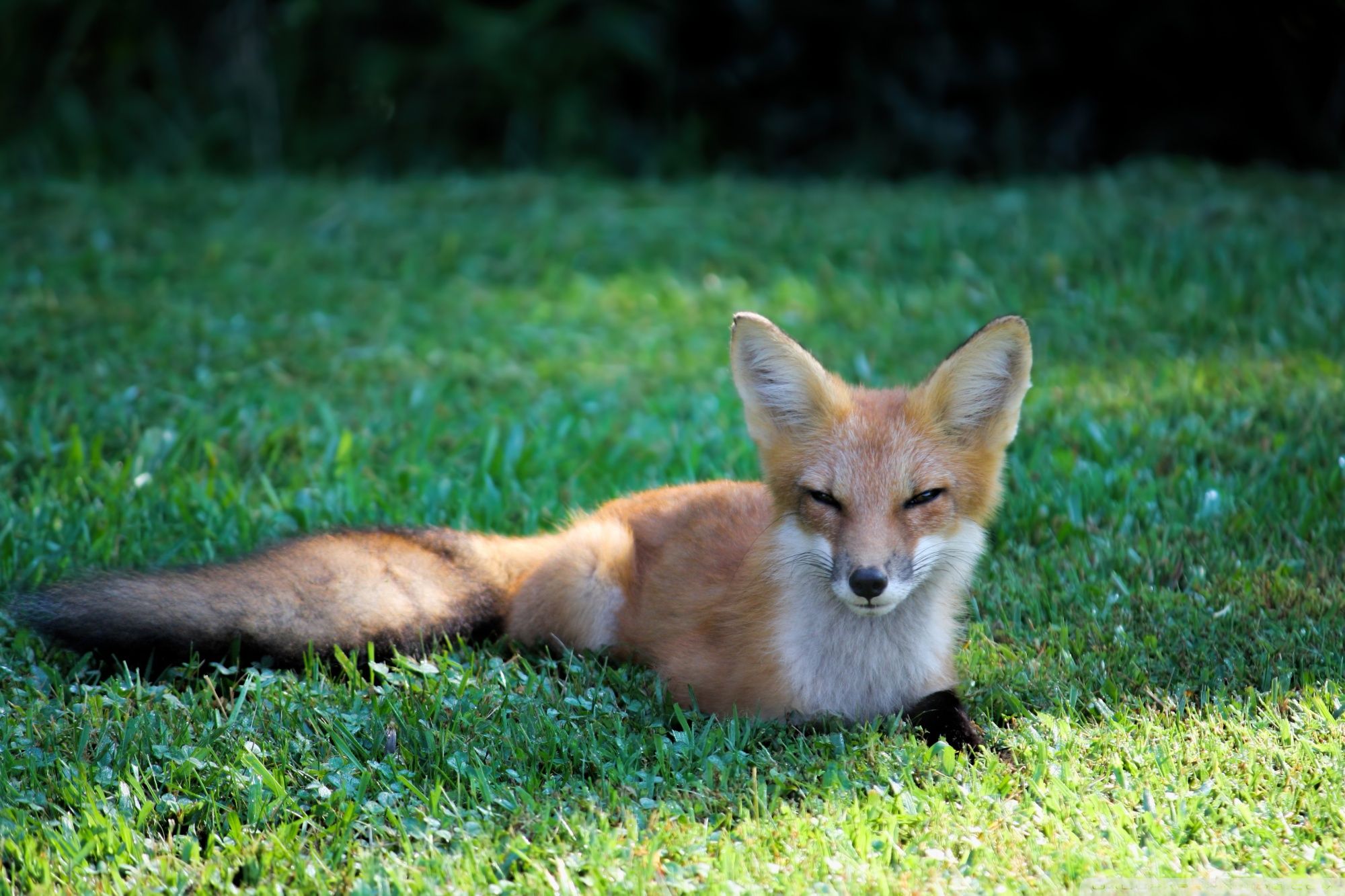 Gruppo di volpi fennec, 1920x1200 Full HD+, iMac