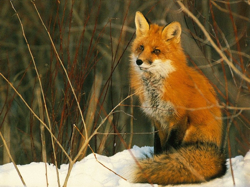 Volpe rossa nell'erba, 1920x1200 Full HD+ WUXGA, Laptop