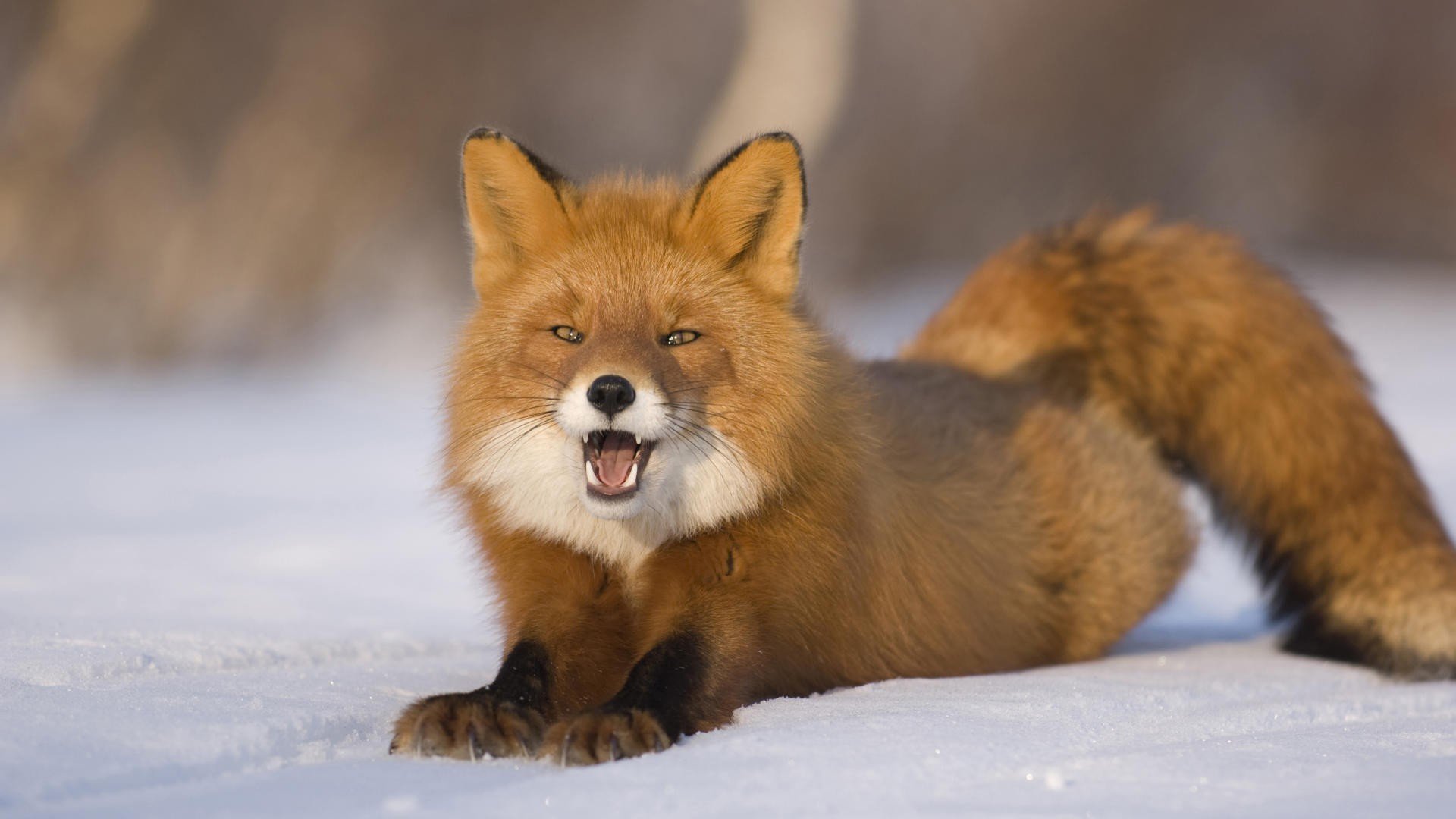Volpe stile Firefox con iPod, 1280x1024 720p, PC