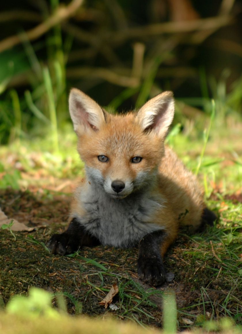 Cucciolo di volpe nell'erba, 840x1160 Verticale, Android