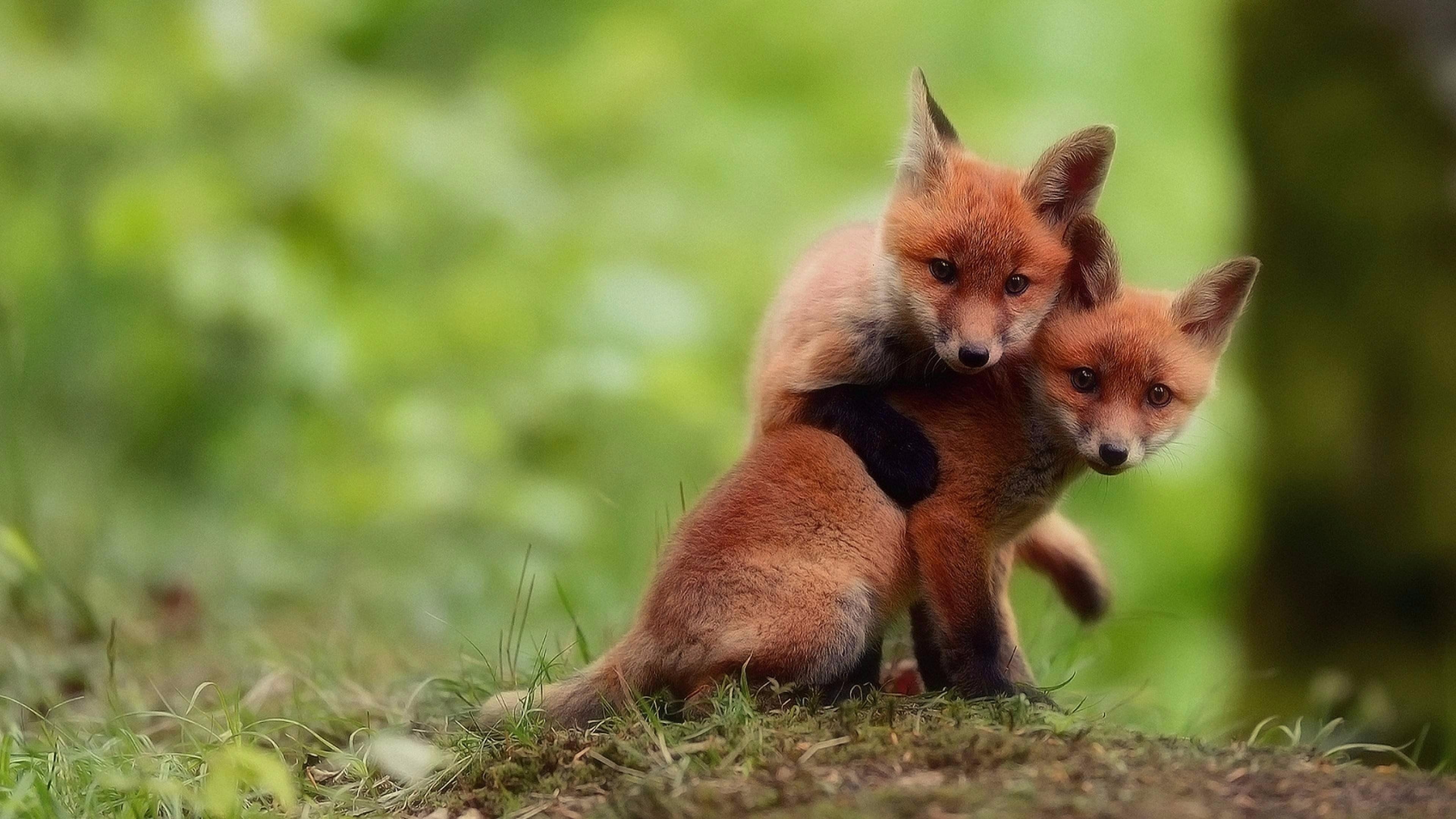 Due cuccioli volpe rossa, 3840x2160 UHD, PC 4K