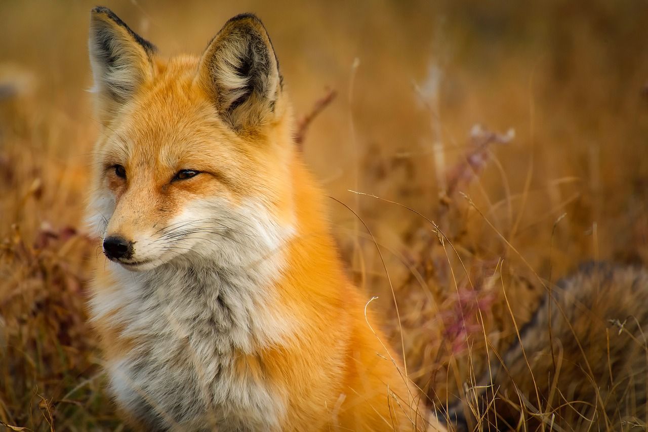 Volpe rossa in campo, 1280x854 720p, Laptop