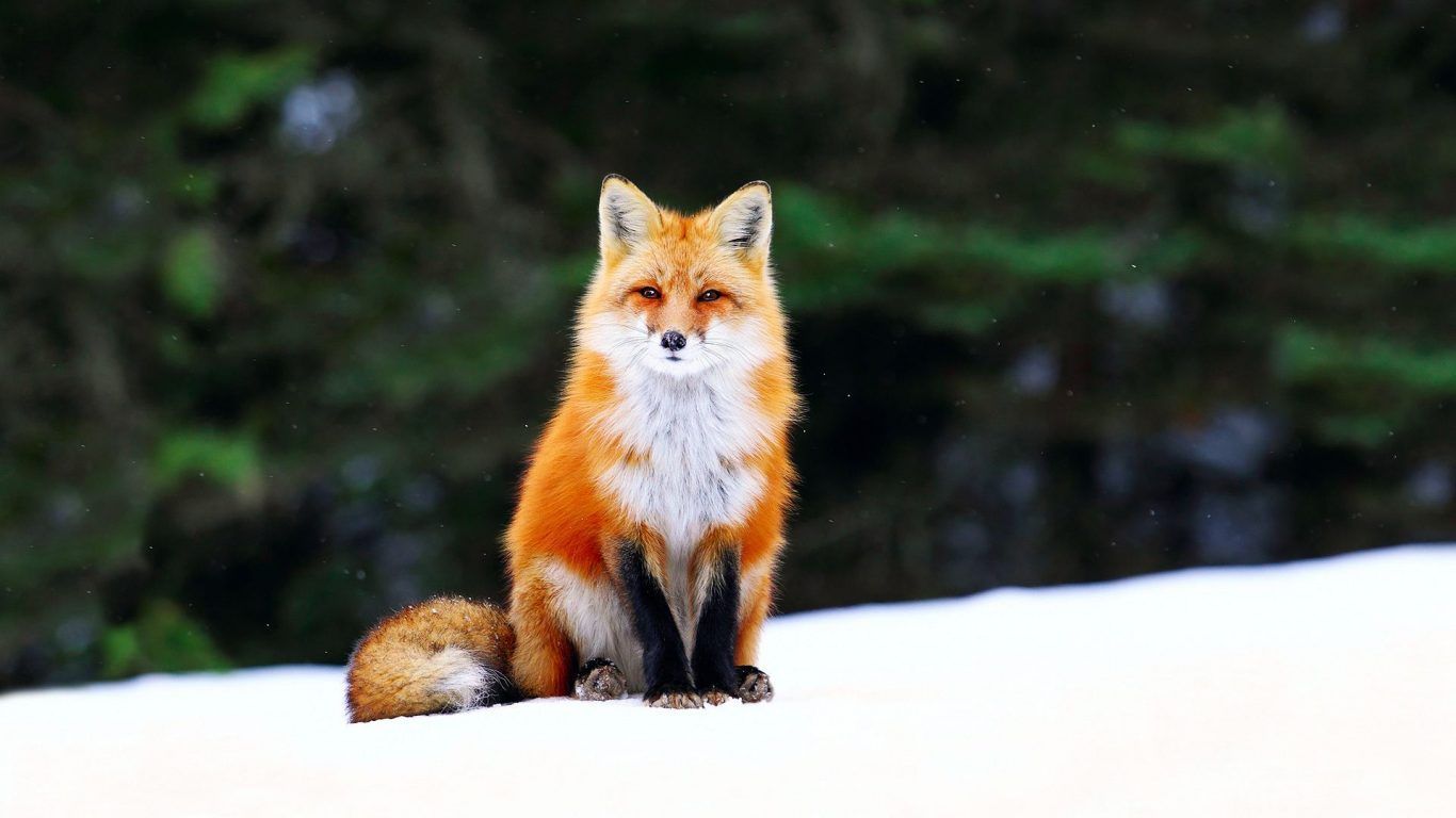 Volpe rossa seduta nella neve, 1366x768 720p, PC