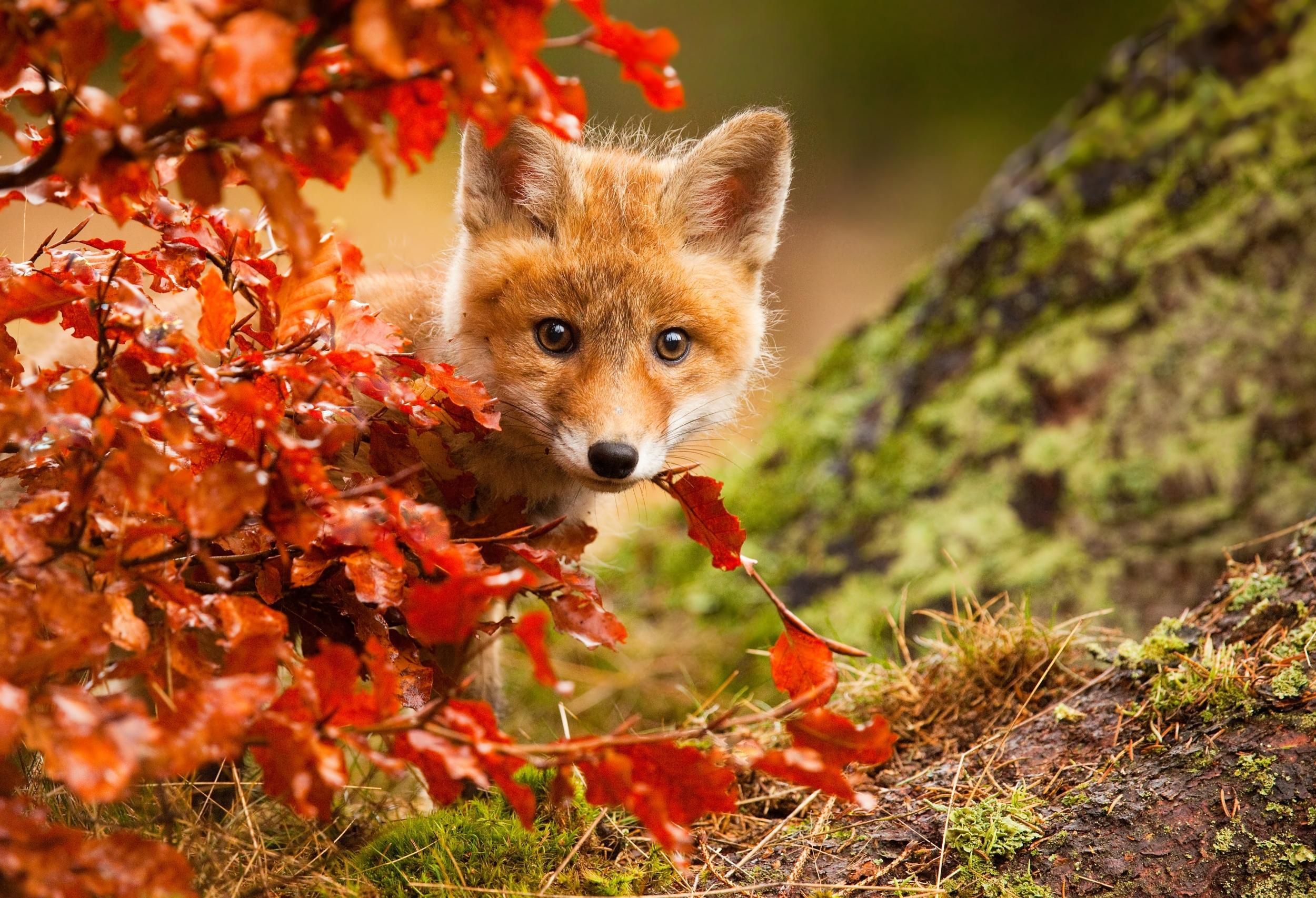 Volpe rossa tra foglie autunnali, 2500x1706 Hi-Res, Desktop