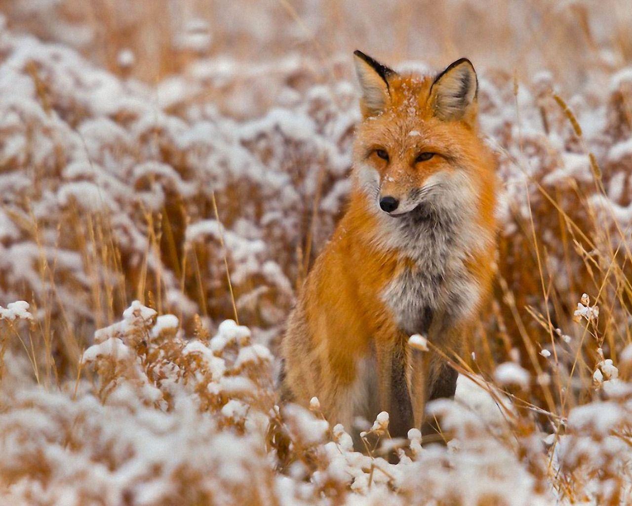 Volpe rossa in campo innevato, 1280x1024 720p, PC