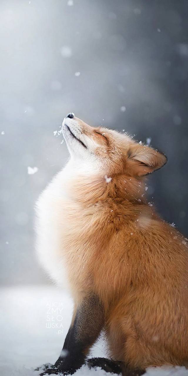 Volpe rossa nella neve, 640x1280 Full HD Verticale, Smartphone