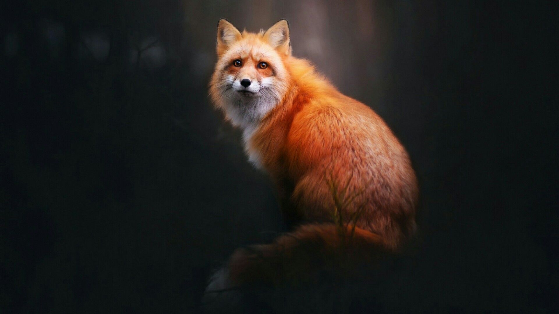 Volpe rossa nel buio, 1920x1080 Full HD, PC Desktop