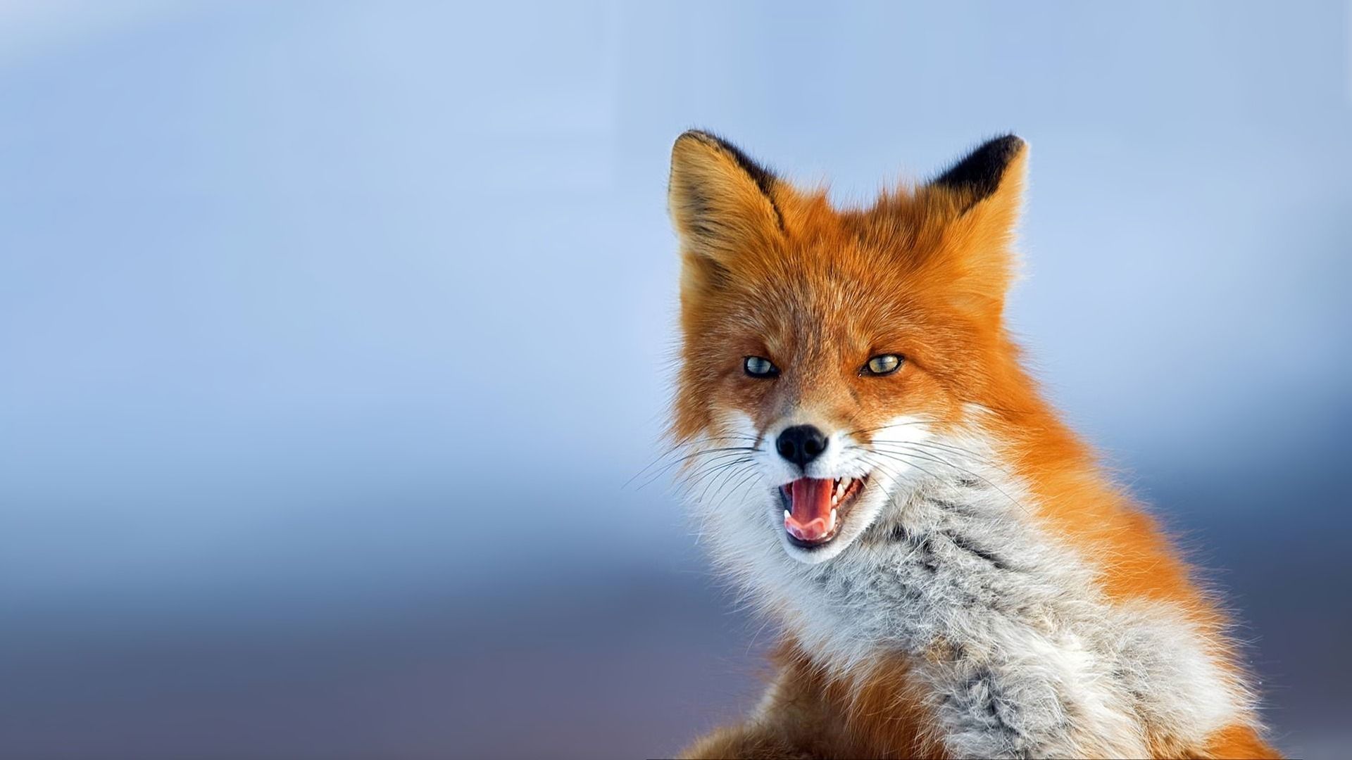 Volpe rossa sorridente, 1920x1080 1080p, PC