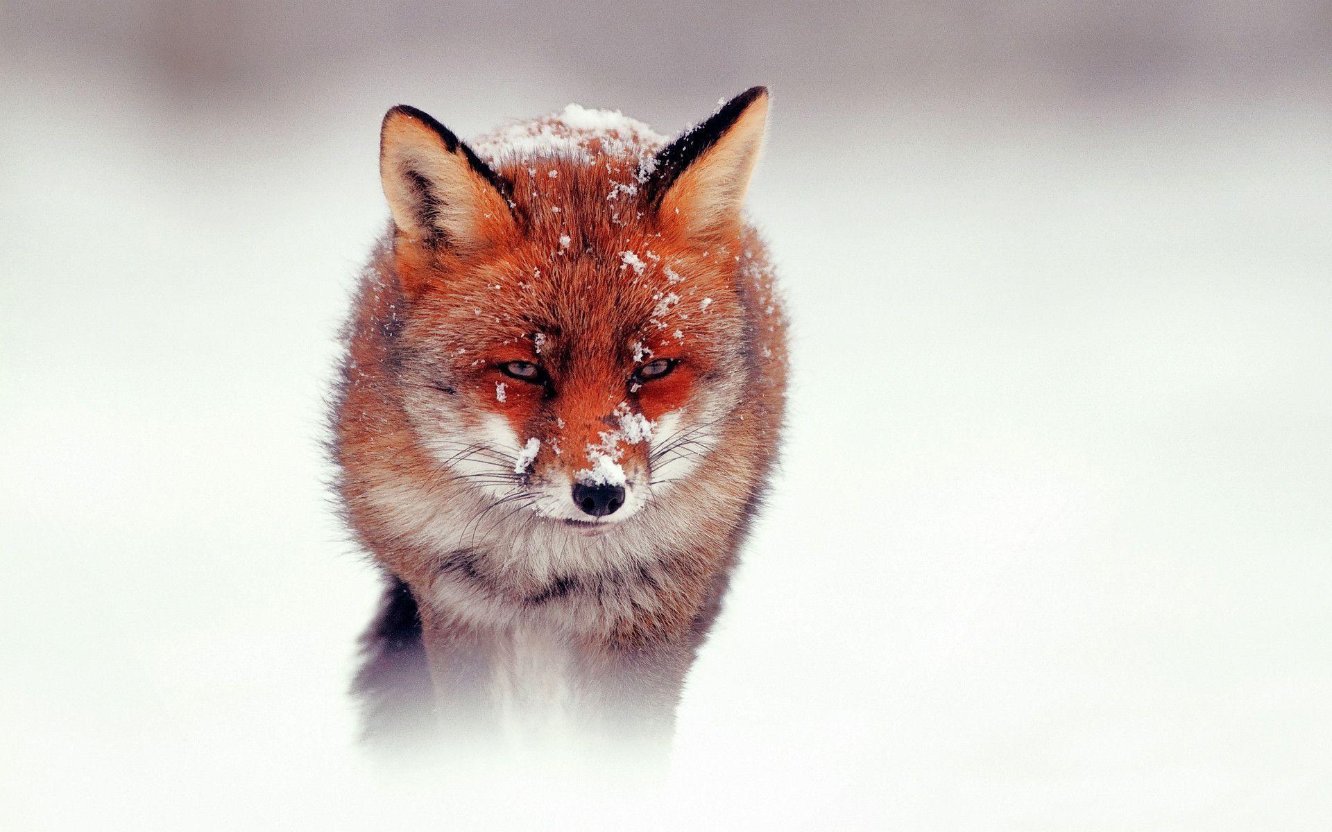 Volpe rossa nella neve, 1920x1200 Full HD+ WUXGA, Desktop