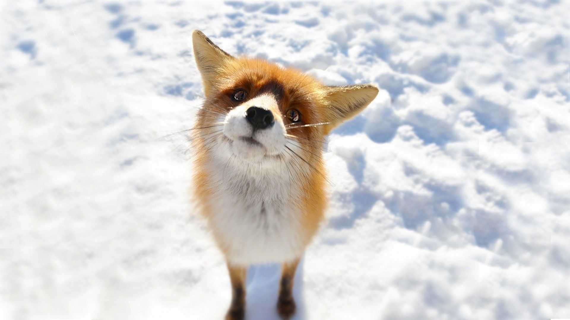 Volpe rossa nella neve, 1920x1080 Full HD 1080p, PC Desktop