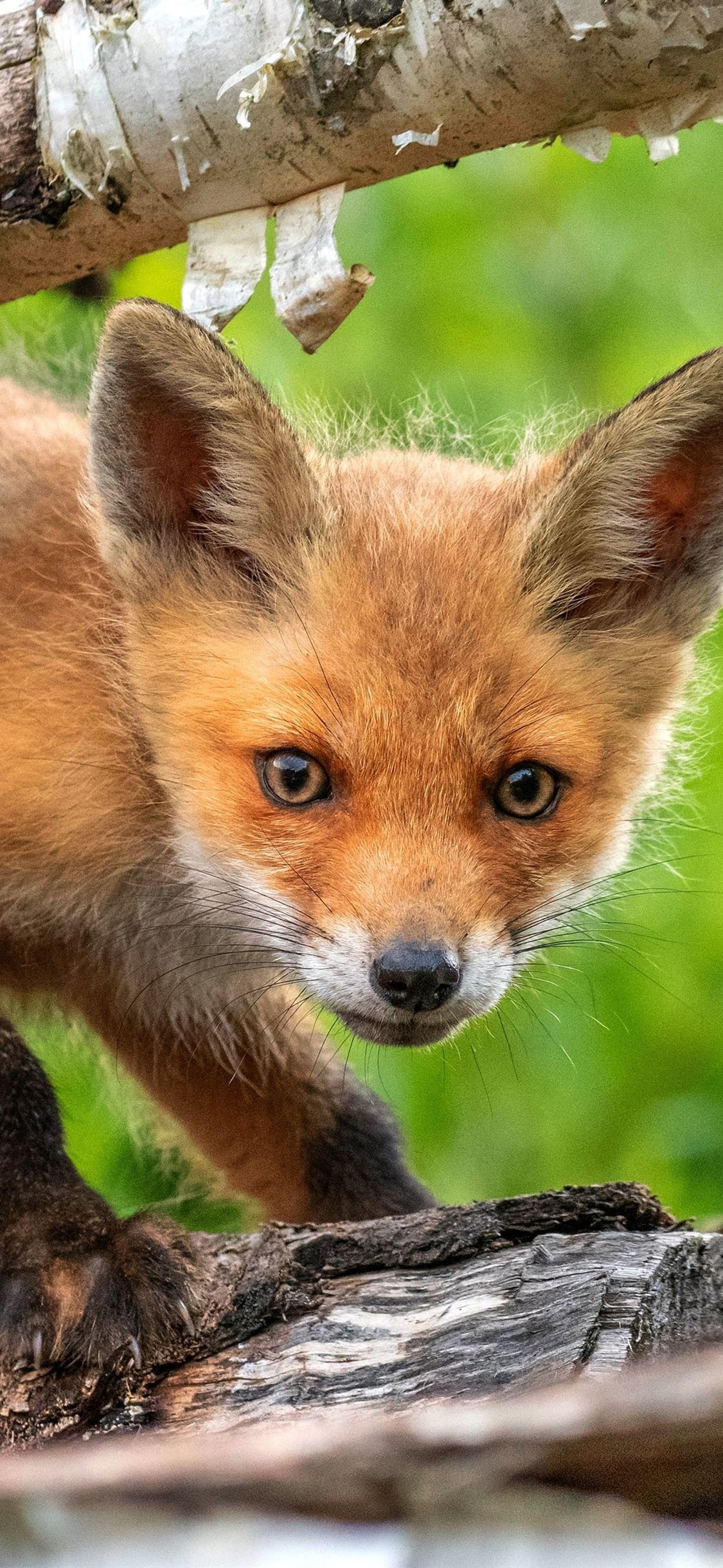 Cucciolo di volpe rossa, 1125x2436 Full HD Verticale, Smartphone