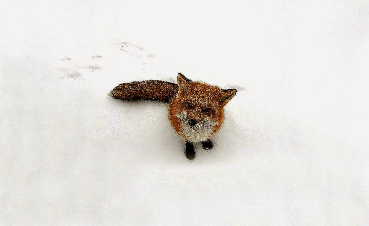 Volpe rossa nella neve, 1488x910 HD, Desktop