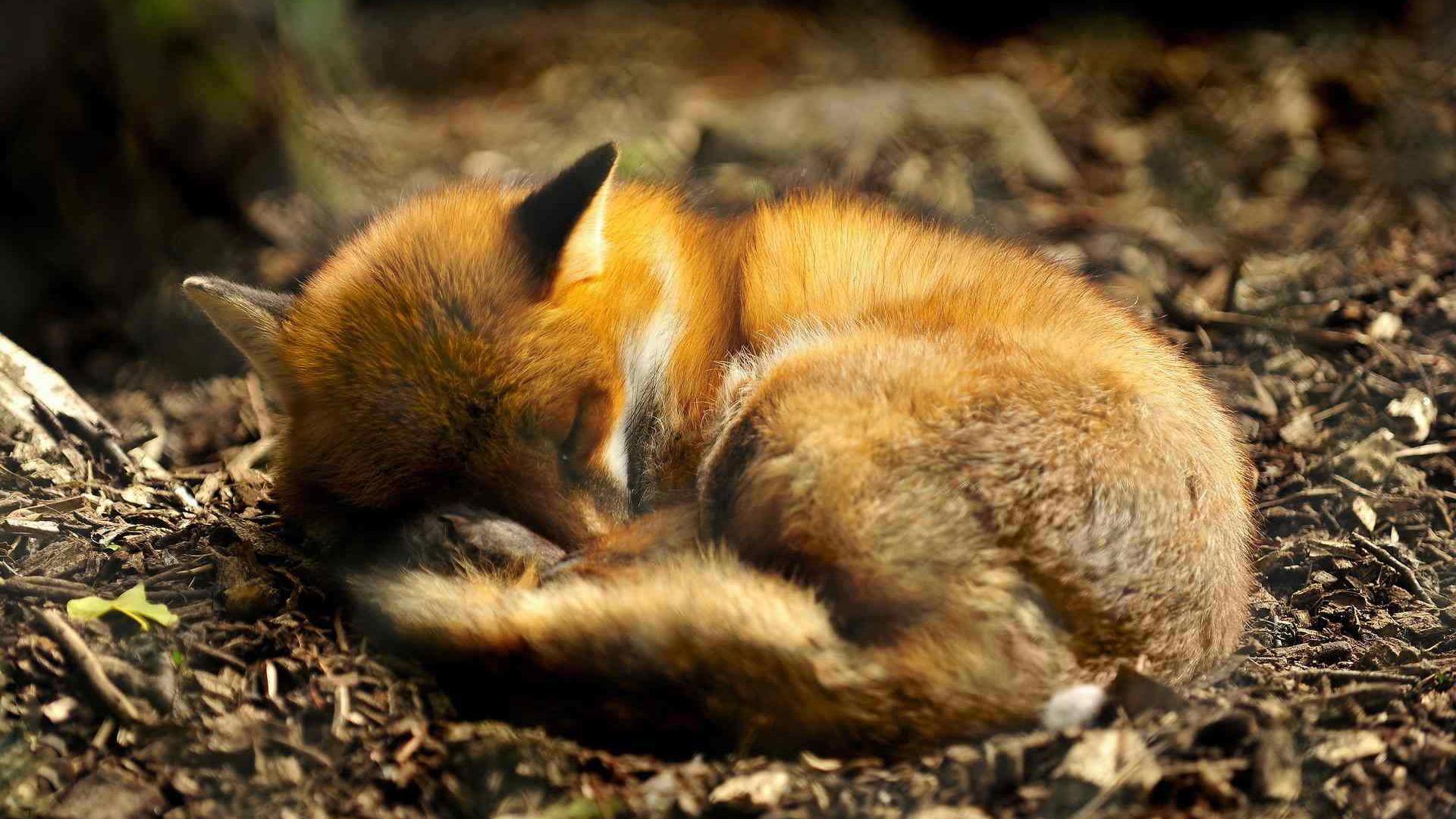 Cucciolo volpe rossa dormiente, 1920x1080 Full HD, PC