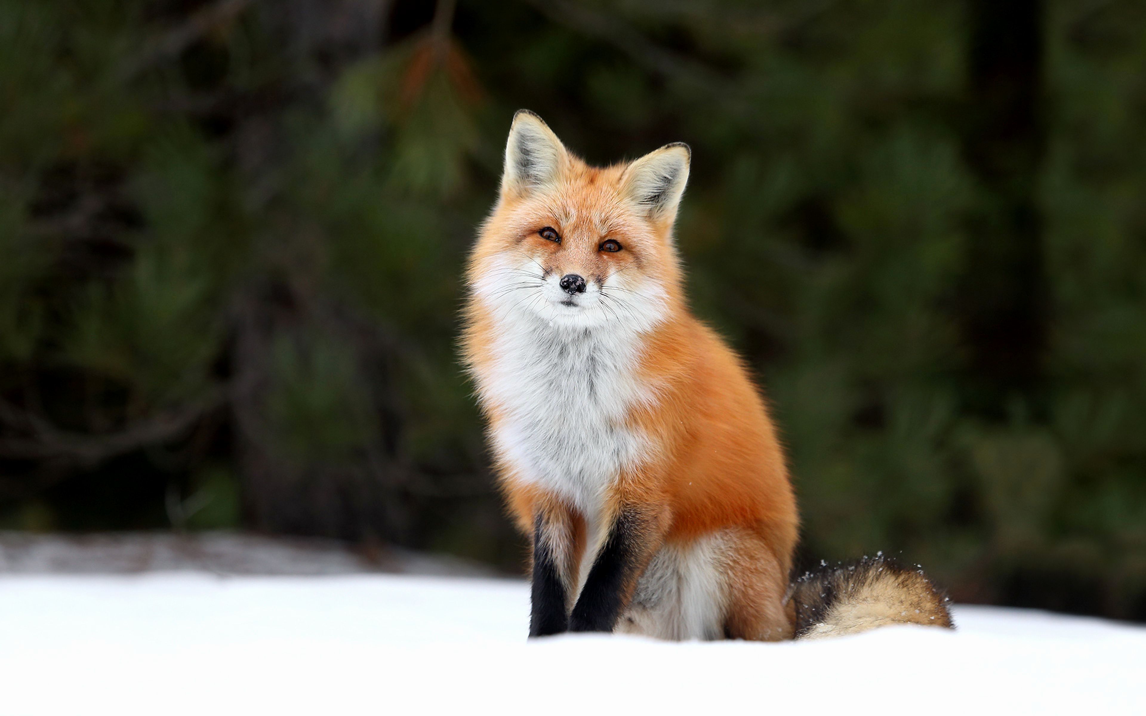 Volpe rossa nella neve, 3840x2400 4K, Smart TV 4K