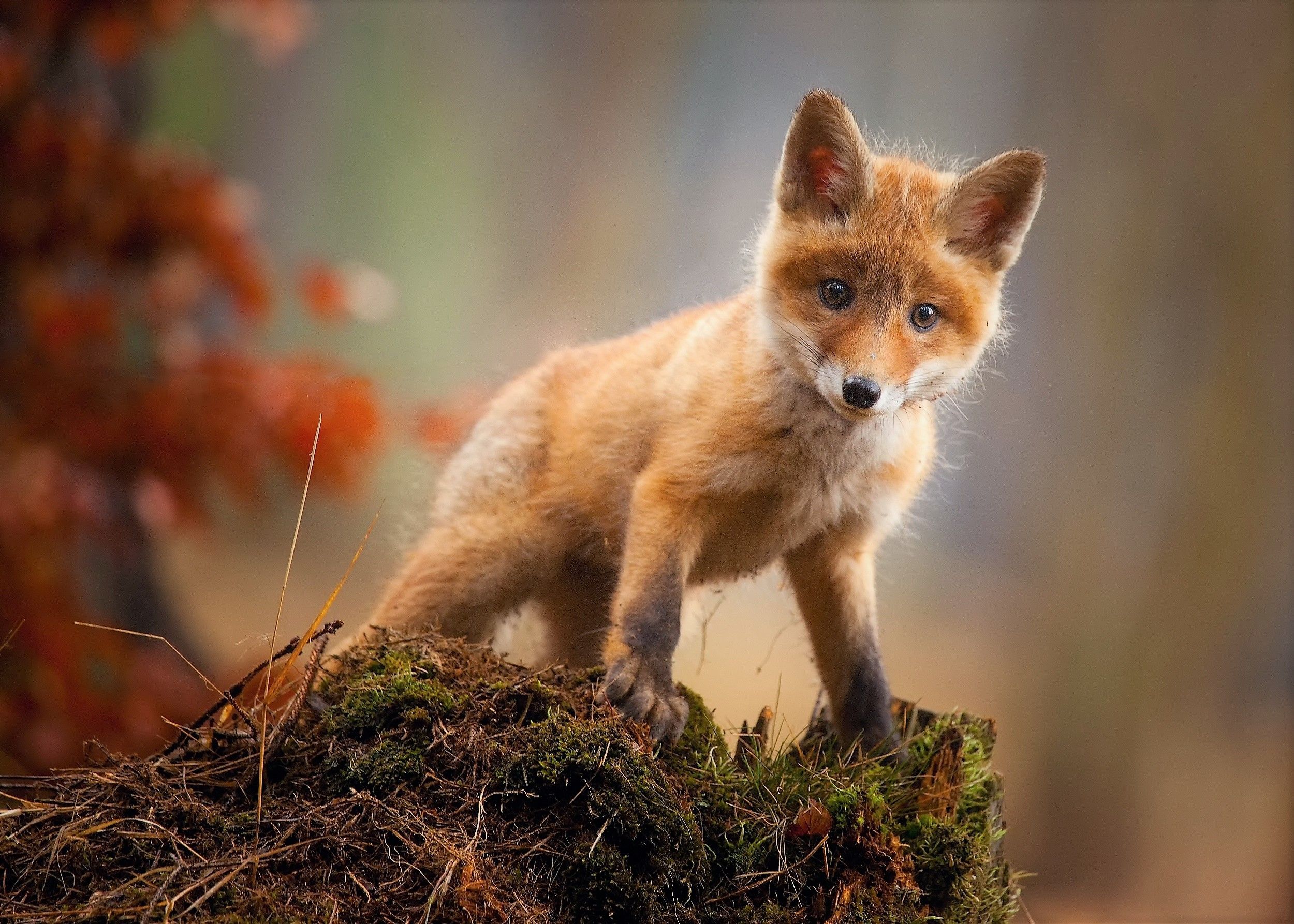 Cucciolo di volpe rossa, 2500x1786 2K, Laptop