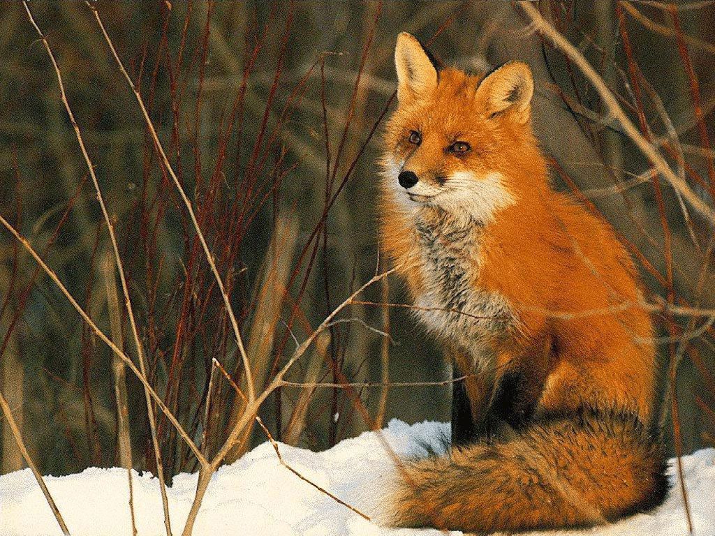 Volpe rossa nella neve, 1024x768 HD, Desktop