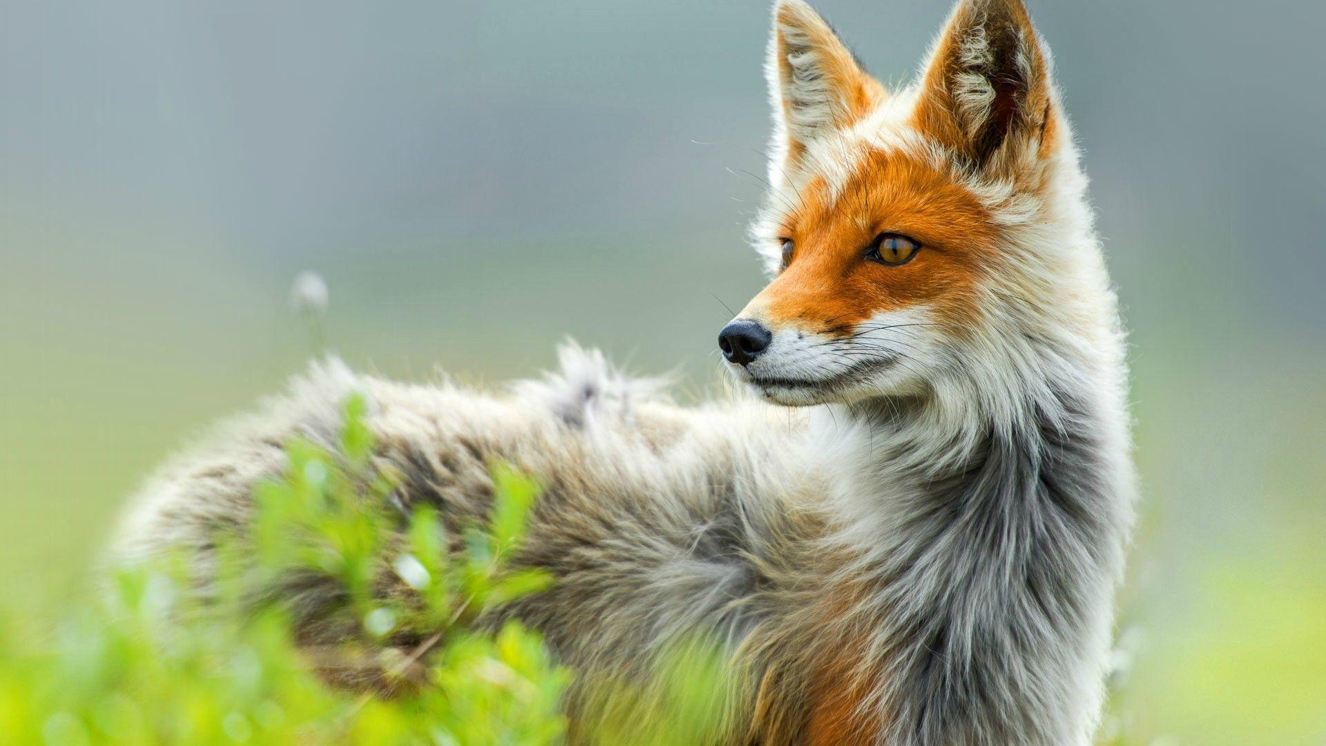 Volpe rossa nell'erba, 1920x1080 Full HD, PC Desktop
