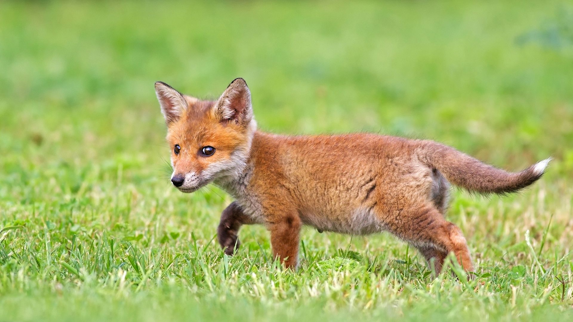 Cucciolo di volpe rossa, 1920x1080 1080p, Desktop