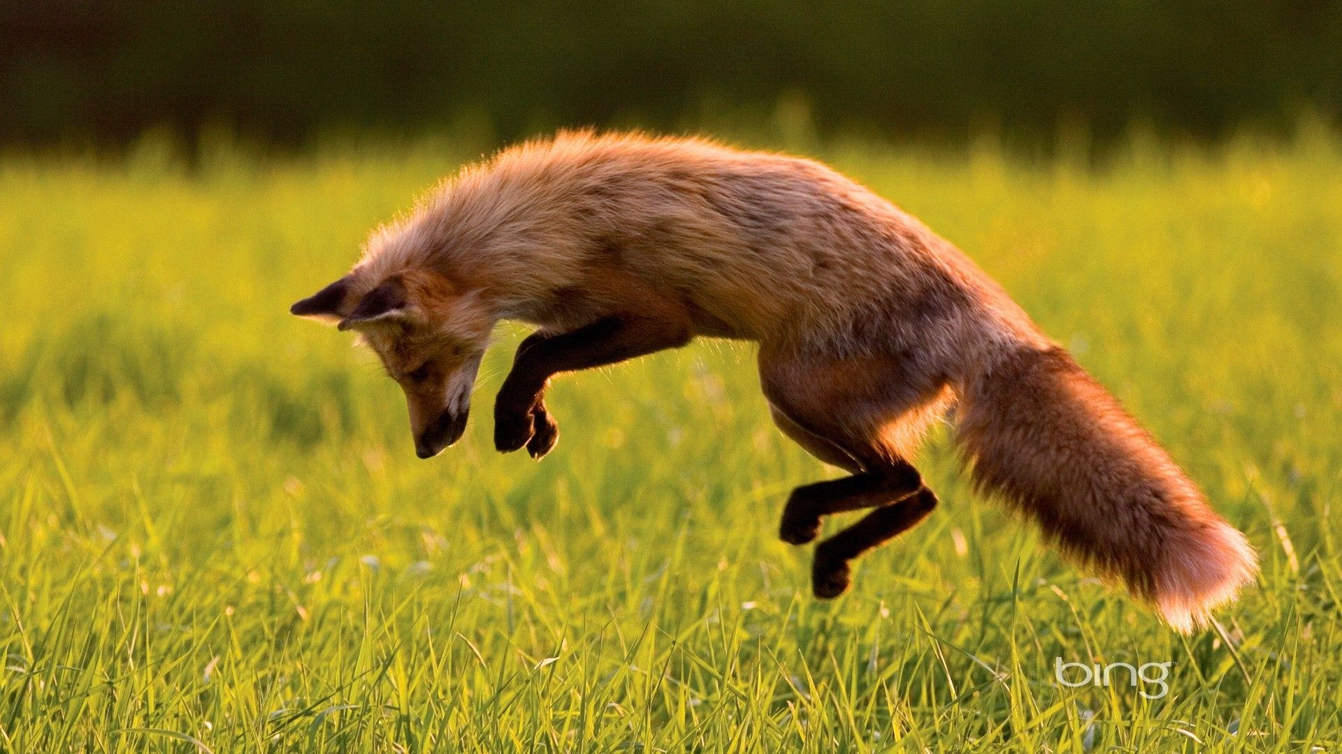 Volpe rossa che salta nel prato, 1920x1080 Full HD 1080p, PC