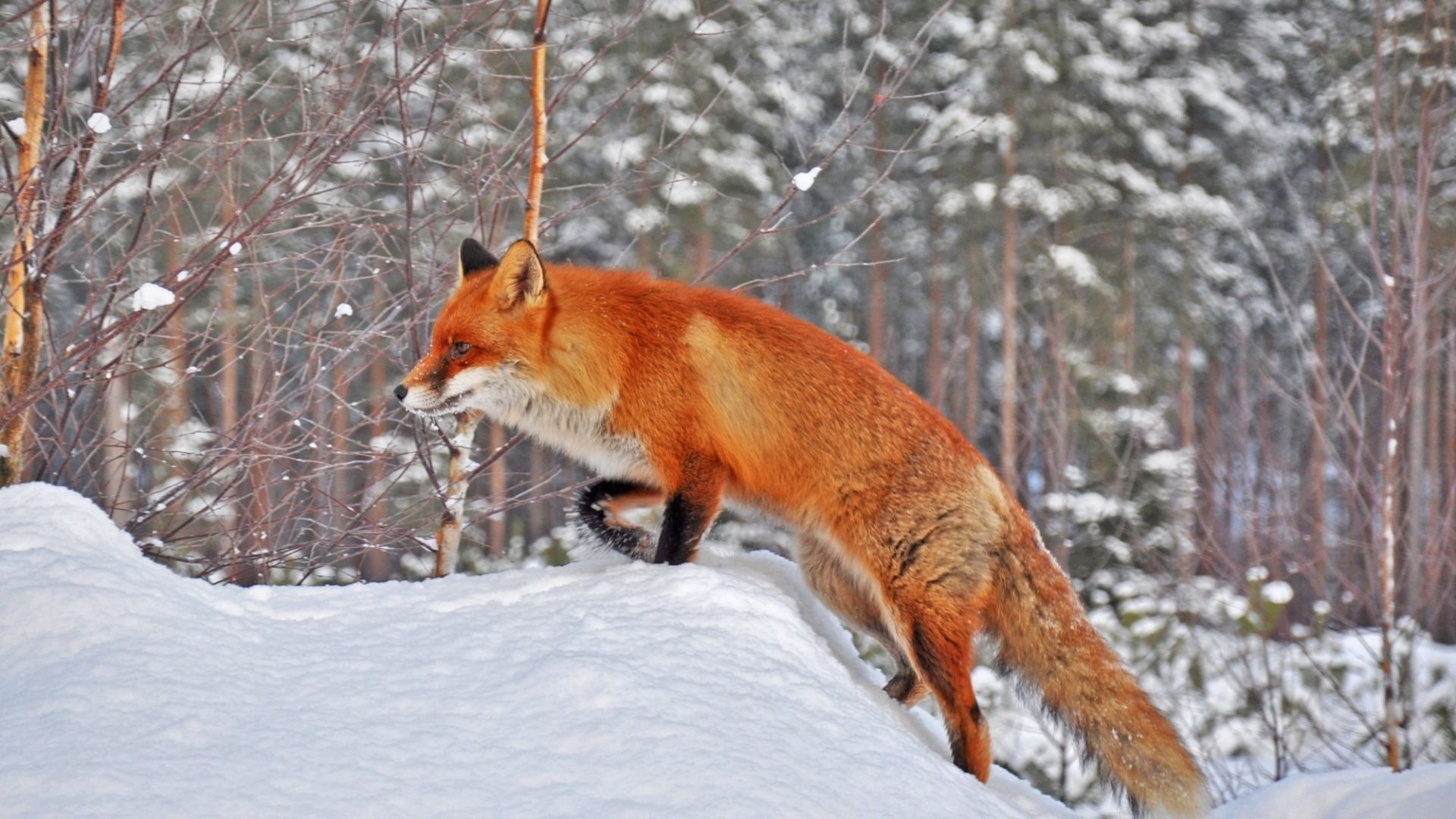Volpe rossa nella neve, 1920x1080 Full HD 1080p, PC Desktop